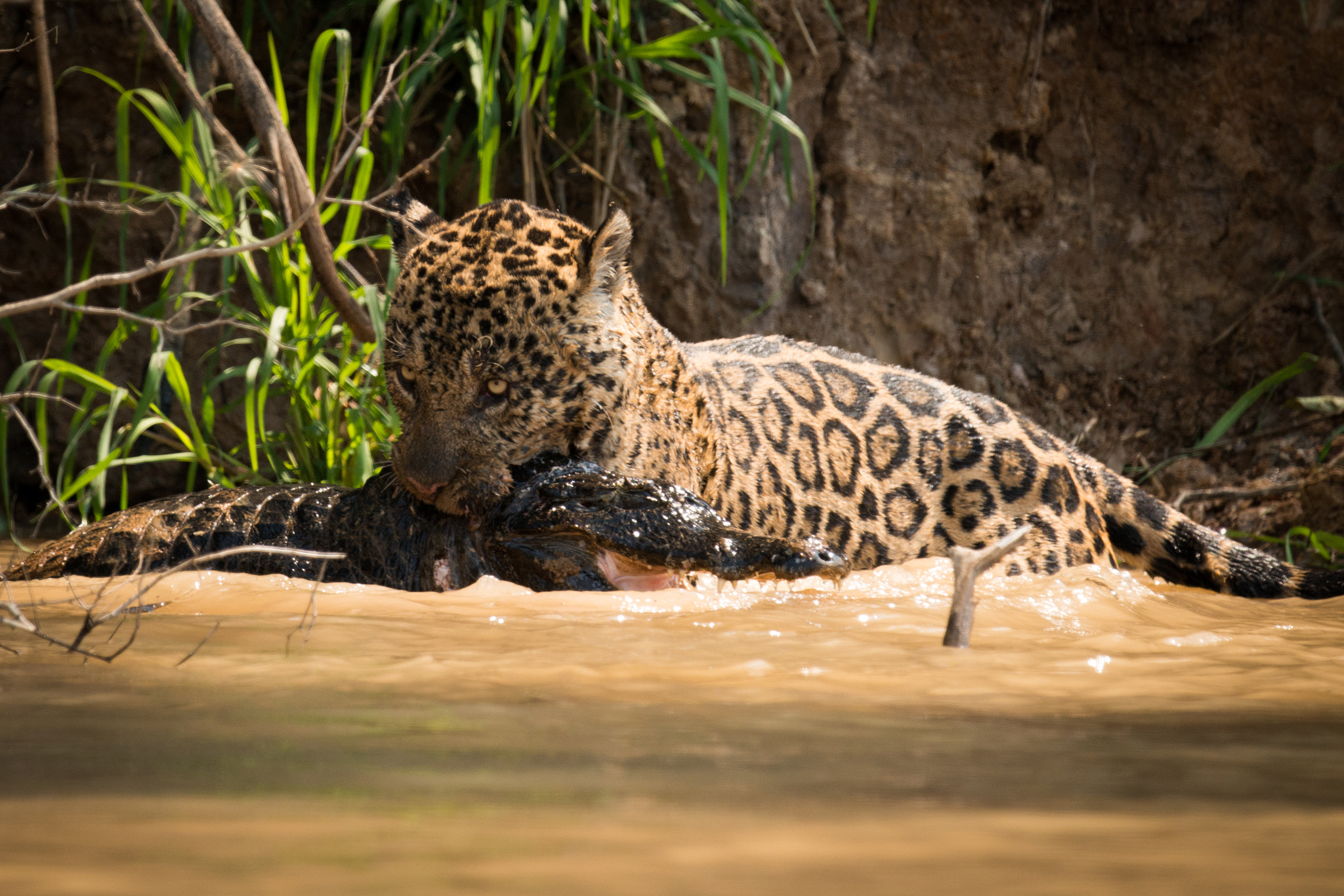 Nikon AF-S Nikkor 800mm F5.6E FL ED VR sample photo. Jaguar pulling dead yacare caiman through river photography