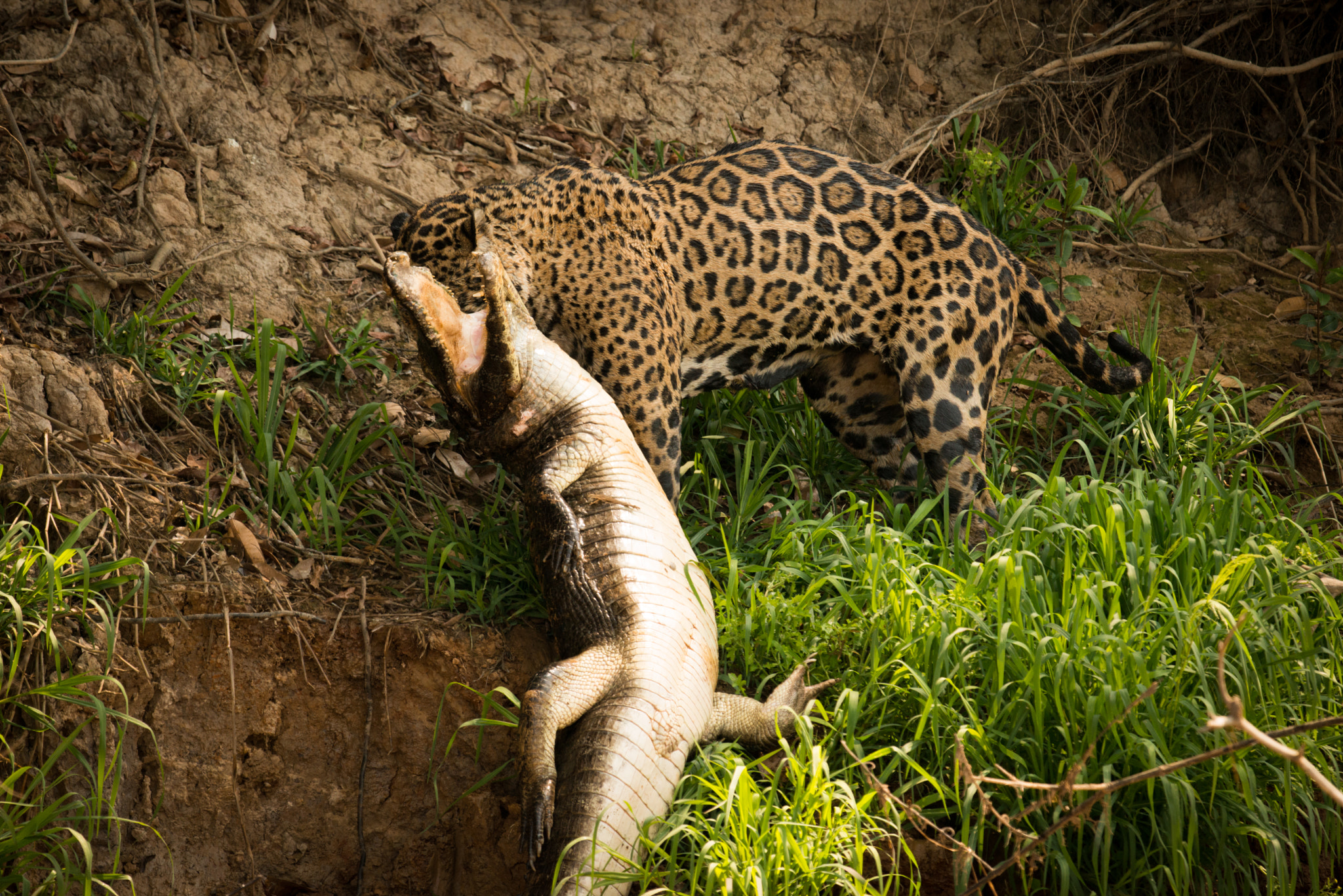 Nikon AF-S Nikkor 800mm F5.6E FL ED VR sample photo. Jaguar pulling yacare caiman along river bank photography