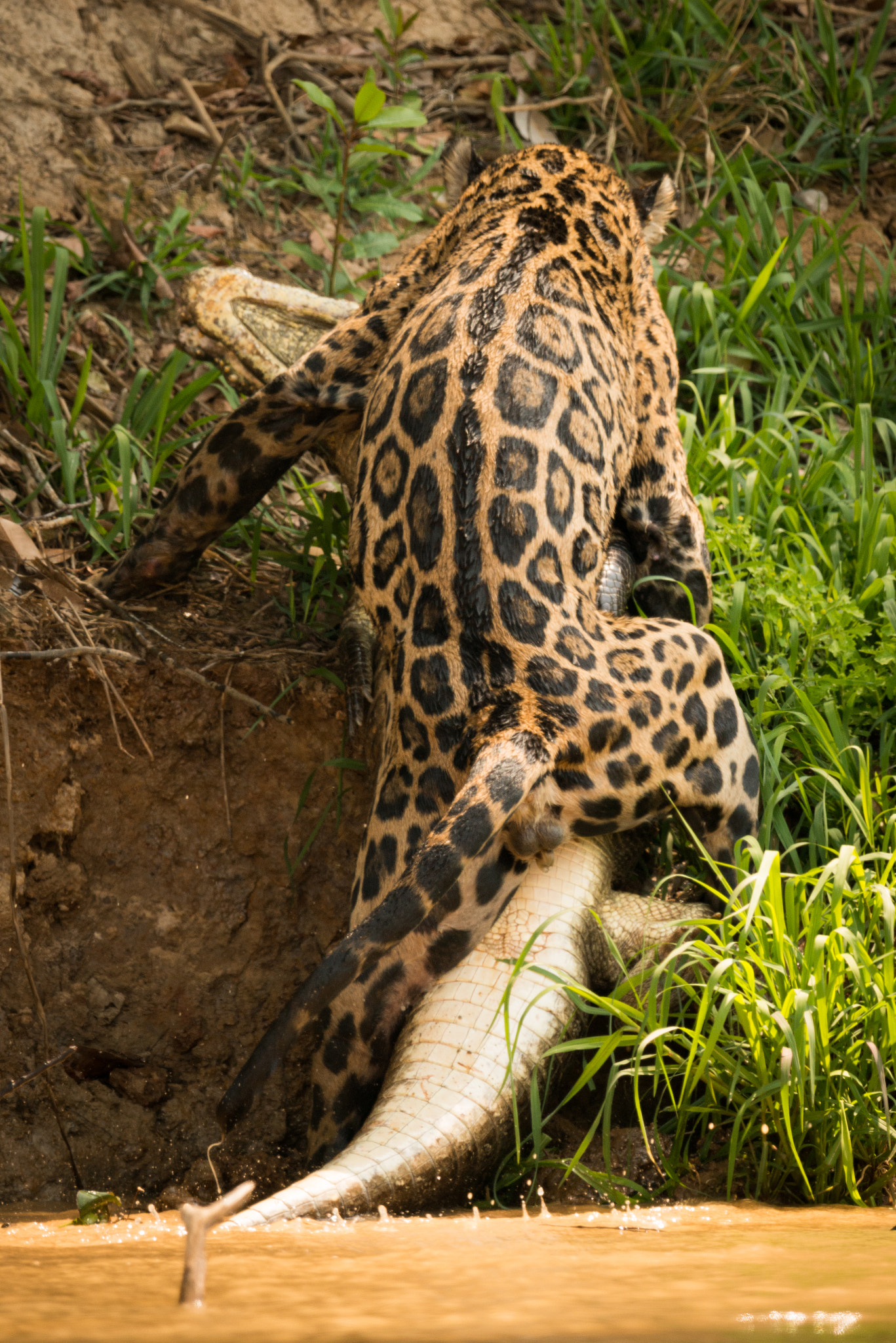 Nikon AF-S Nikkor 800mm F5.6E FL ED VR sample photo. Jaguar pulling yacare caiman up river bank photography