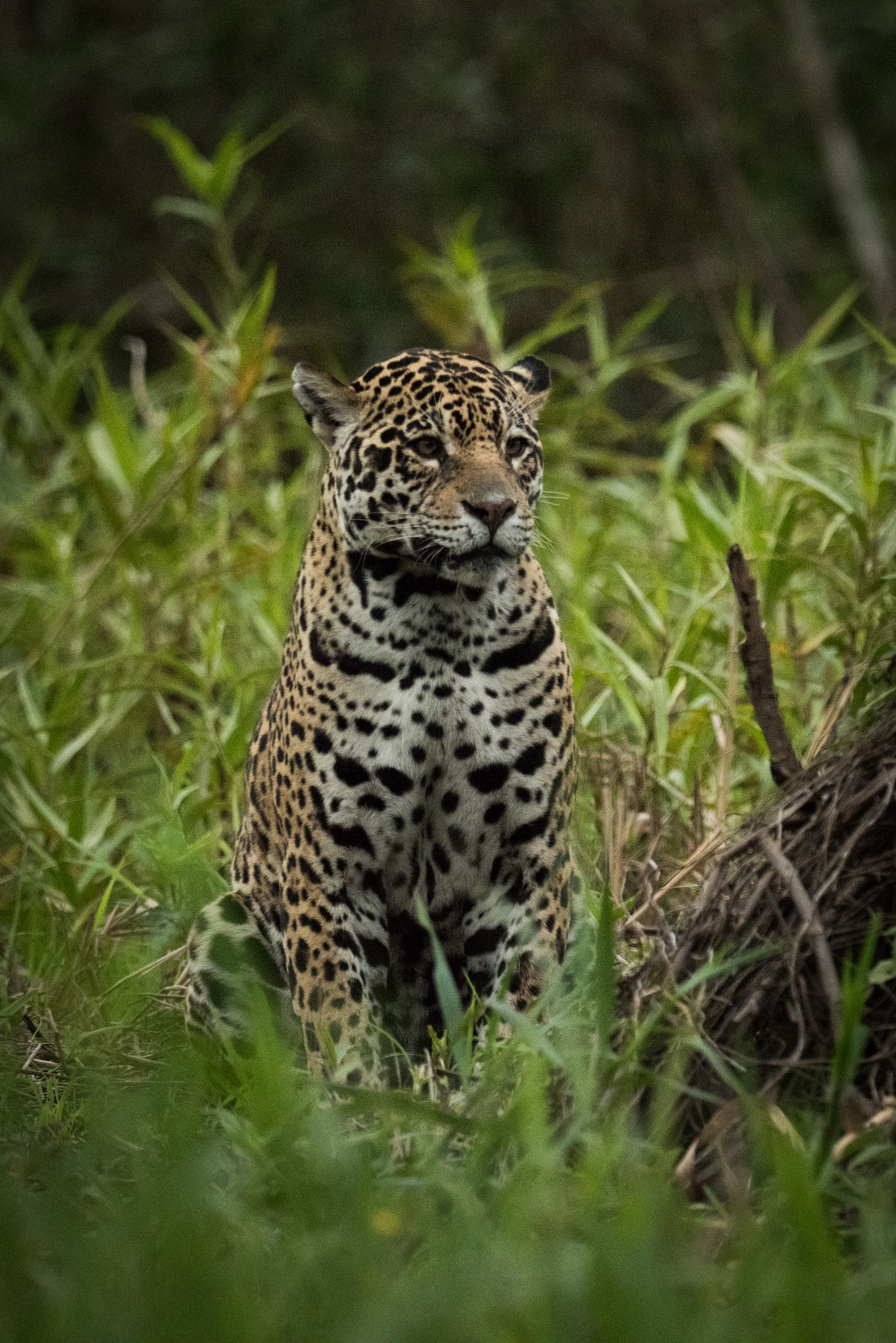 Nikon AF-S Nikkor 800mm F5.6E FL ED VR sample photo. Jaguar sitting among tall plants facing right photography