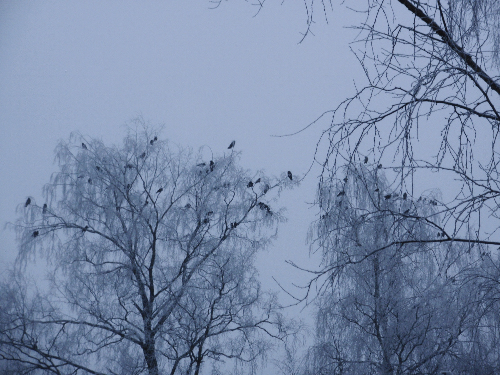 Olympus FE46,X41,X42 sample photo. Birds in the branches photography