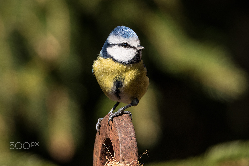 Olympus OM-D E-M5 II sample photo. Blue tit photography