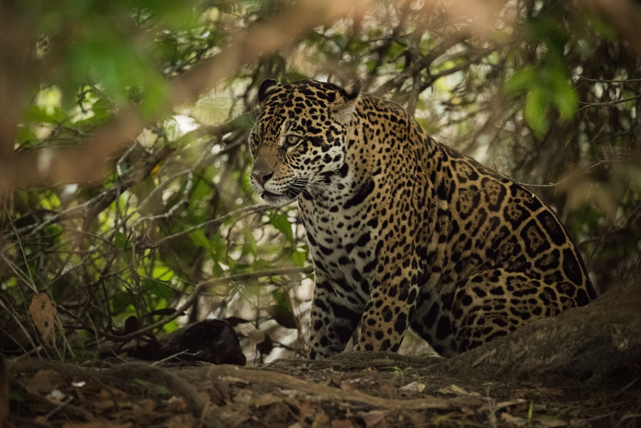 Nikon AF-S Nikkor 800mm F5.6E FL ED VR sample photo. Jaguar sitting beneath trees in sunlit forest photography