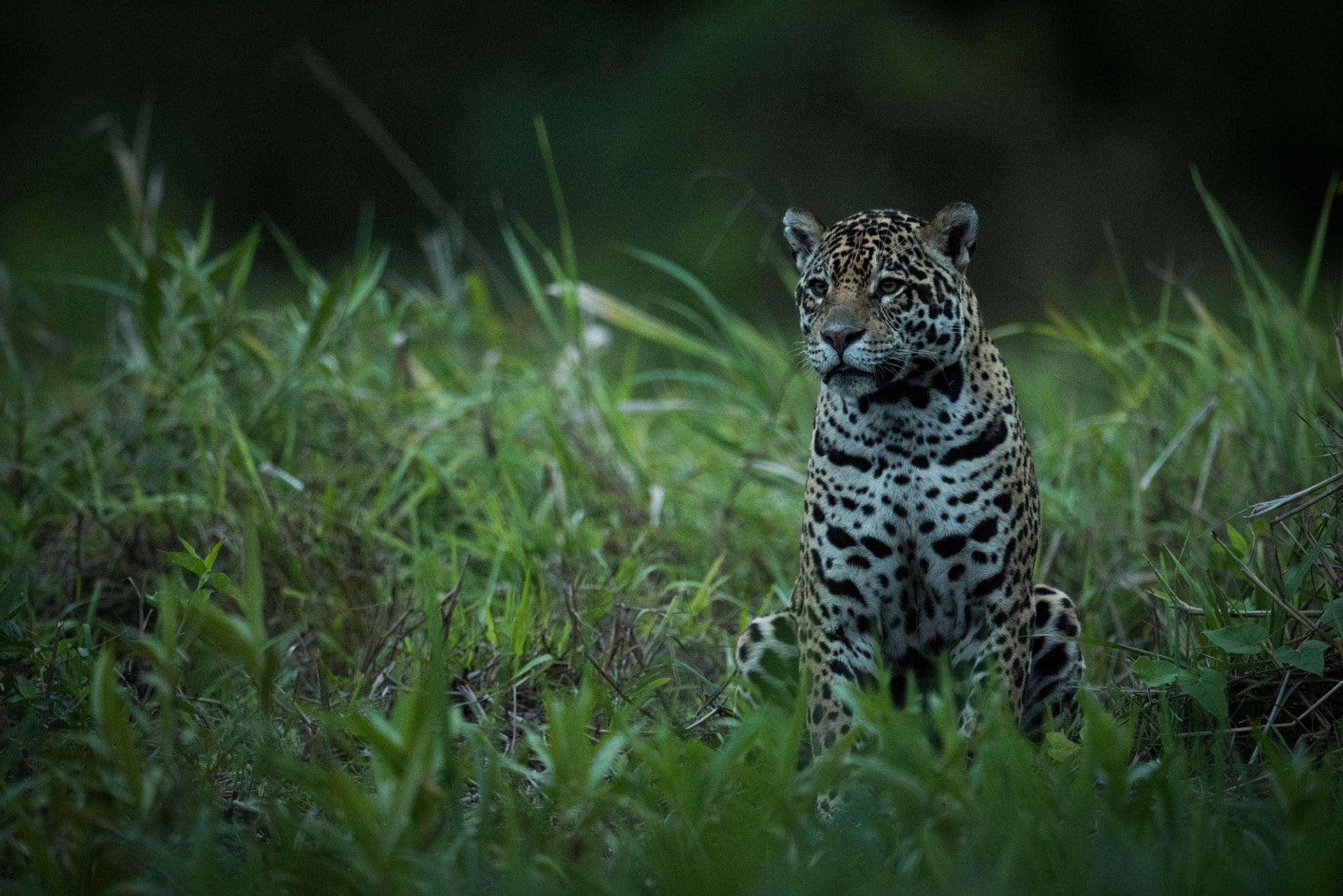 Nikon AF-S Nikkor 800mm F5.6E FL ED VR sample photo. Jaguar sitting in tall grass facing left photography
