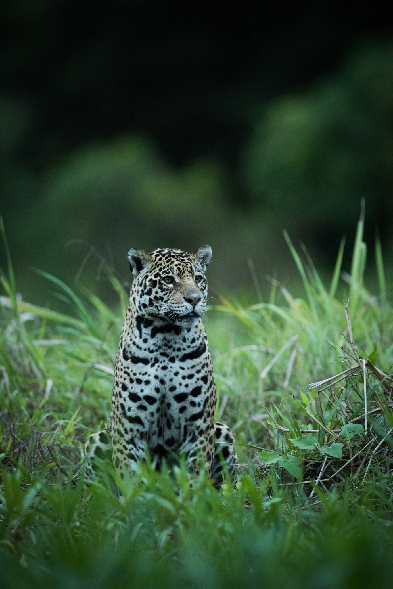 Nikon AF-S Nikkor 800mm F5.6E FL ED VR sample photo. Jaguar sitting in tall grass facing right photography