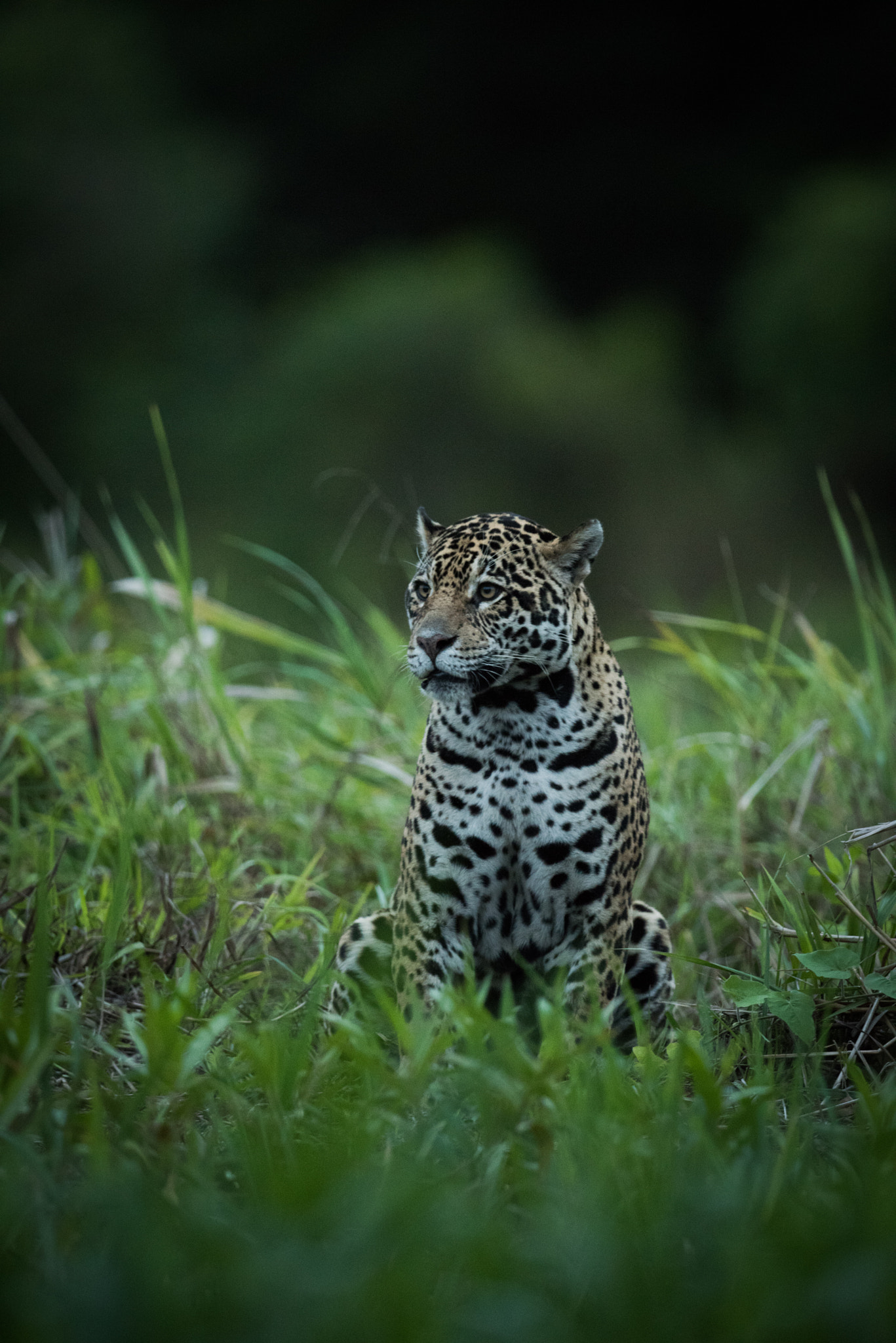 Nikon AF-S Nikkor 800mm F5.6E FL ED VR sample photo. Jaguar sitting in tall grass looking left photography