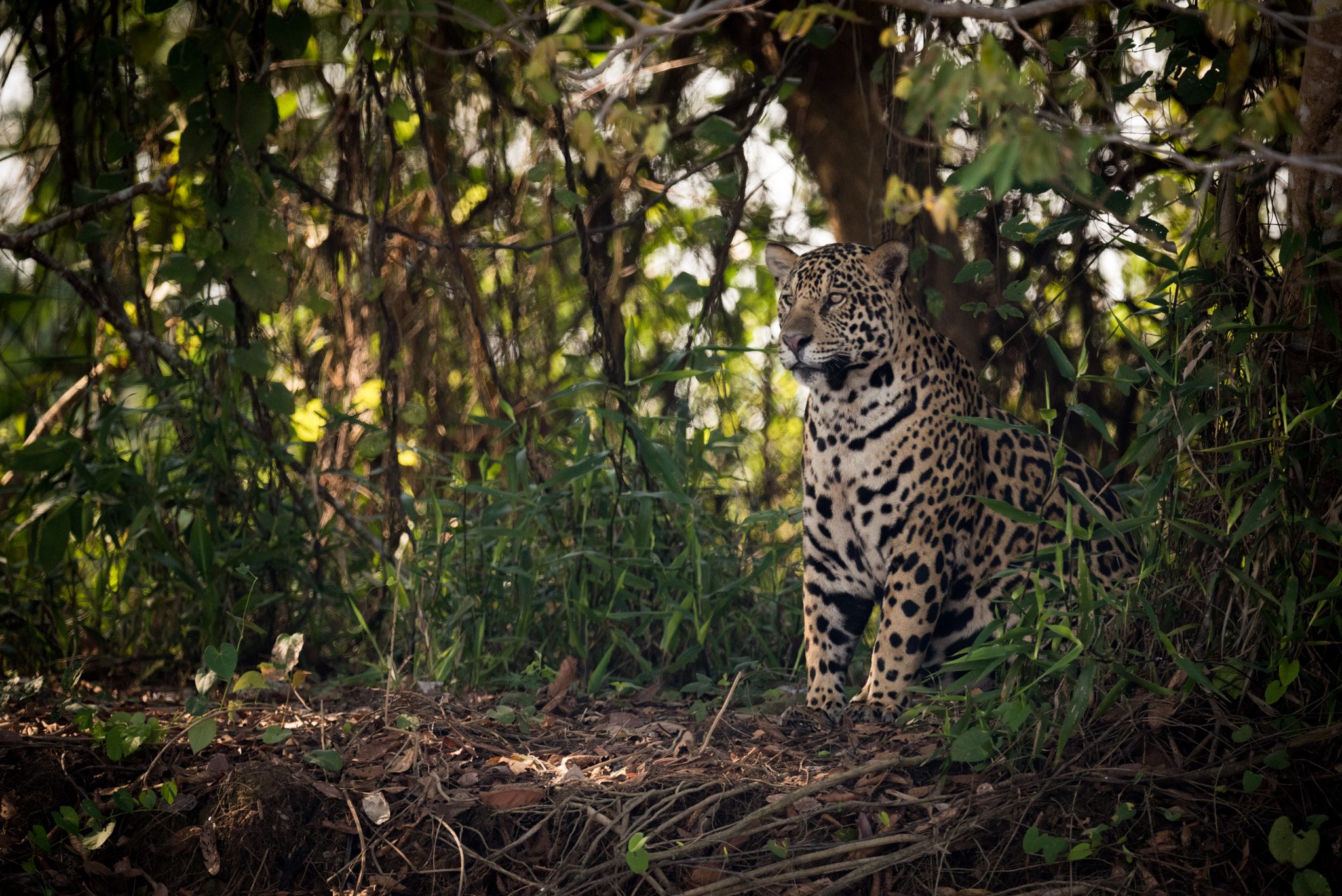 Nikon AF-S Nikkor 800mm F5.6E FL ED VR sample photo. Jaguar sitting in trees in dappled sunlight photography