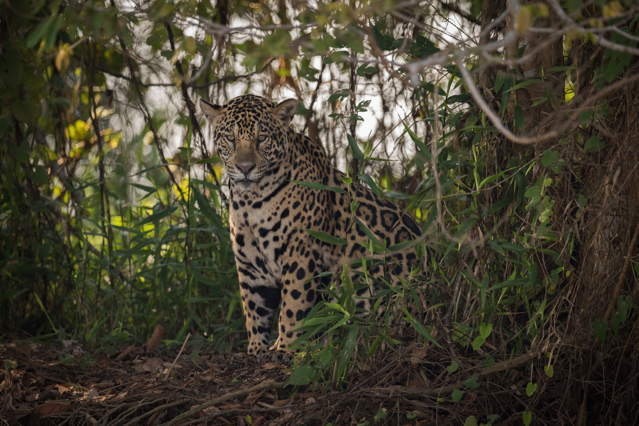 Nikon D810 sample photo. Jaguar sitting looking down in leafy clearing photography
