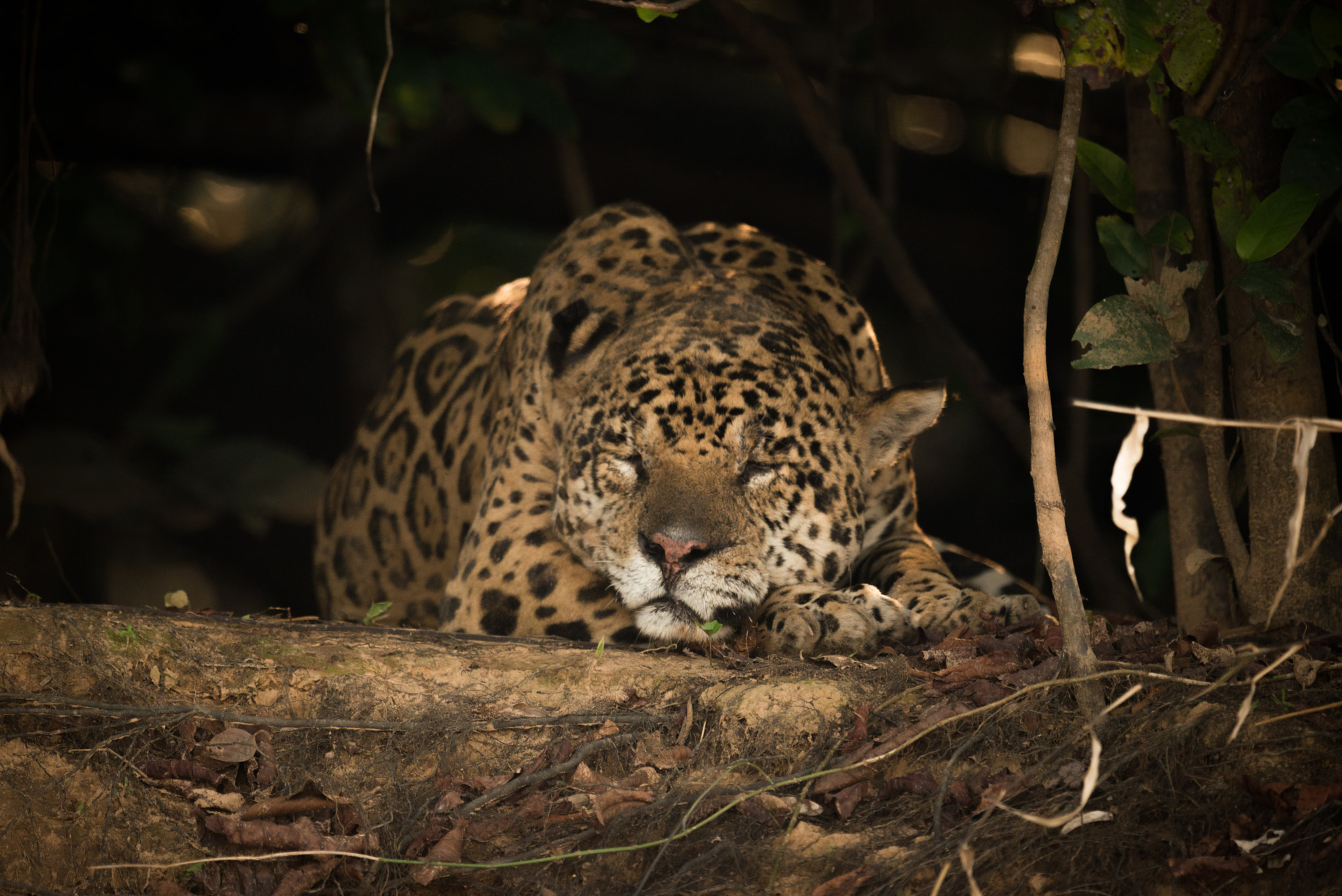 Nikon AF-S Nikkor 800mm F5.6E FL ED VR sample photo. Jaguar sleeping in shade on river bank photography