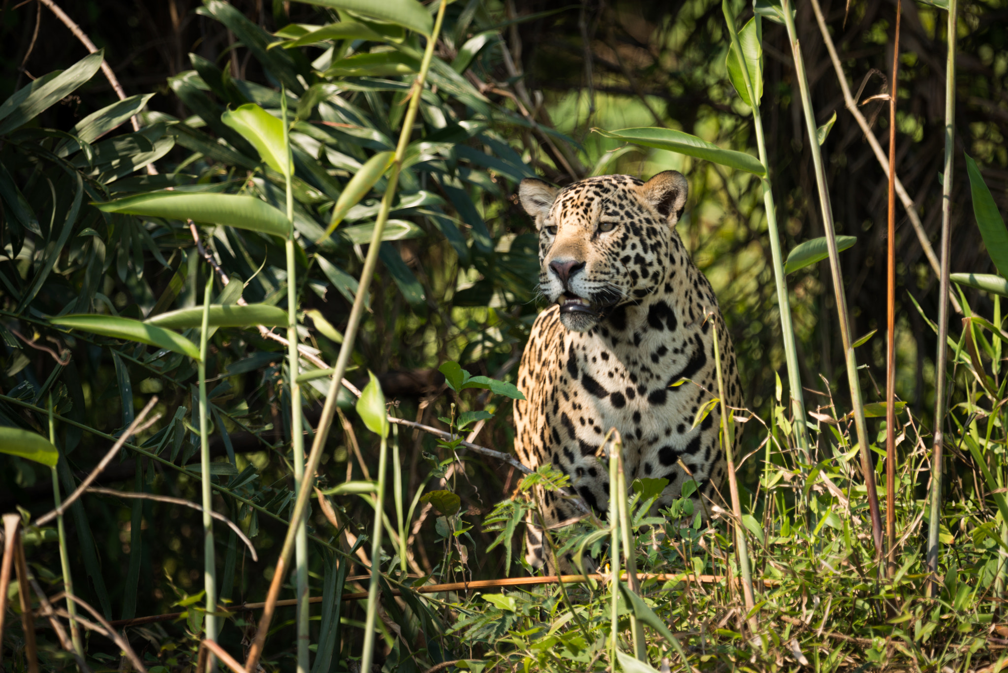 Nikon AF-S Nikkor 800mm F5.6E FL ED VR sample photo. Jaguar standing staring through undergrowth in sunshine photography