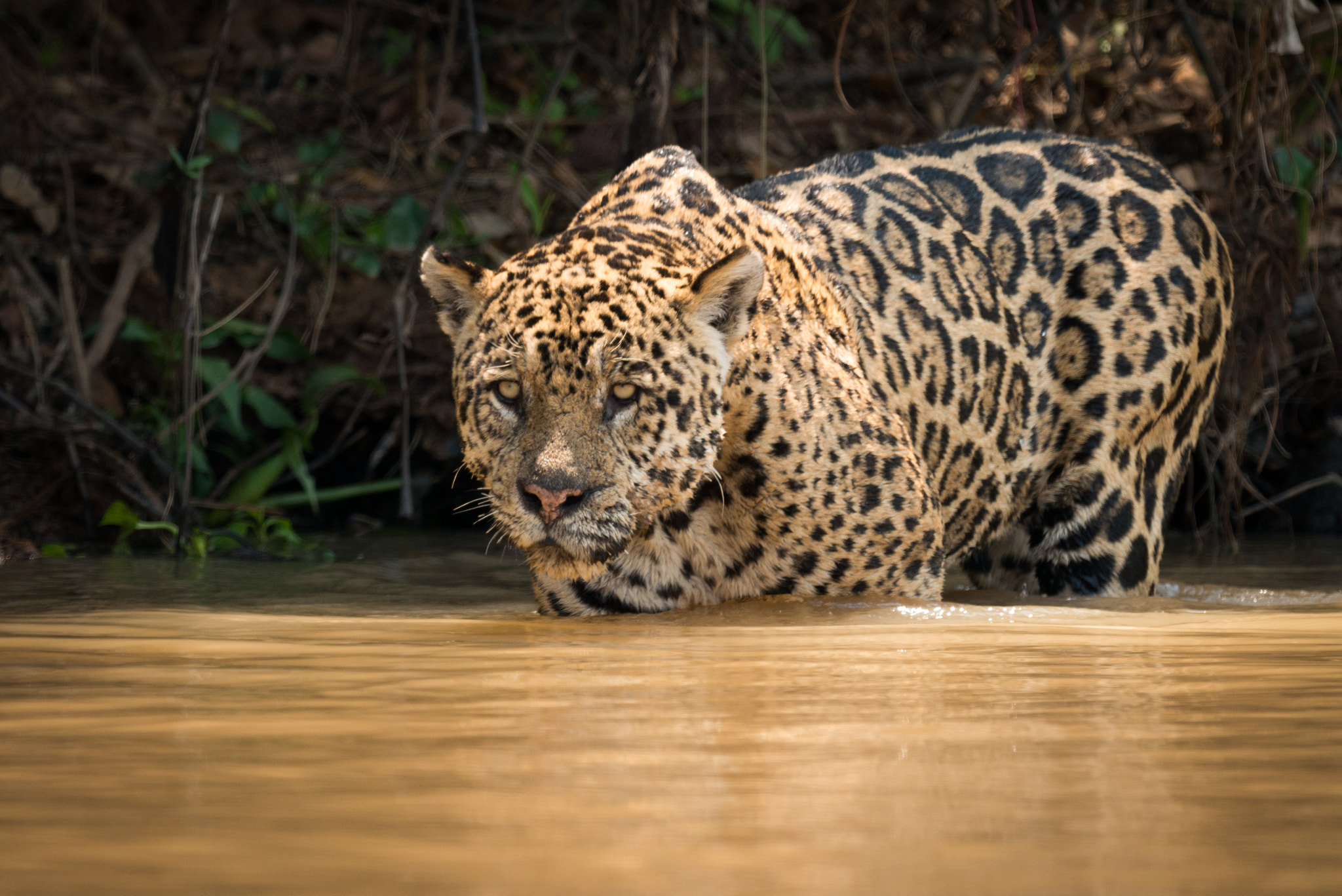 Nikon AF-S Nikkor 800mm F5.6E FL ED VR sample photo. Jaguar stares out over river from shallows photography