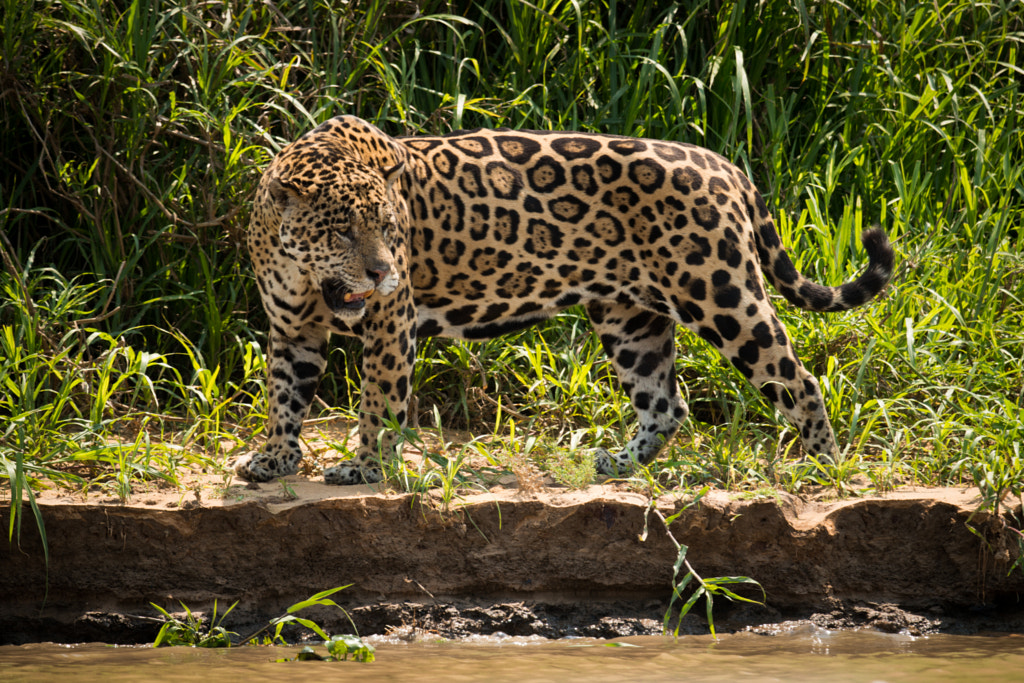 Jaguar staring at water from river bank by Nick Dale / 500px