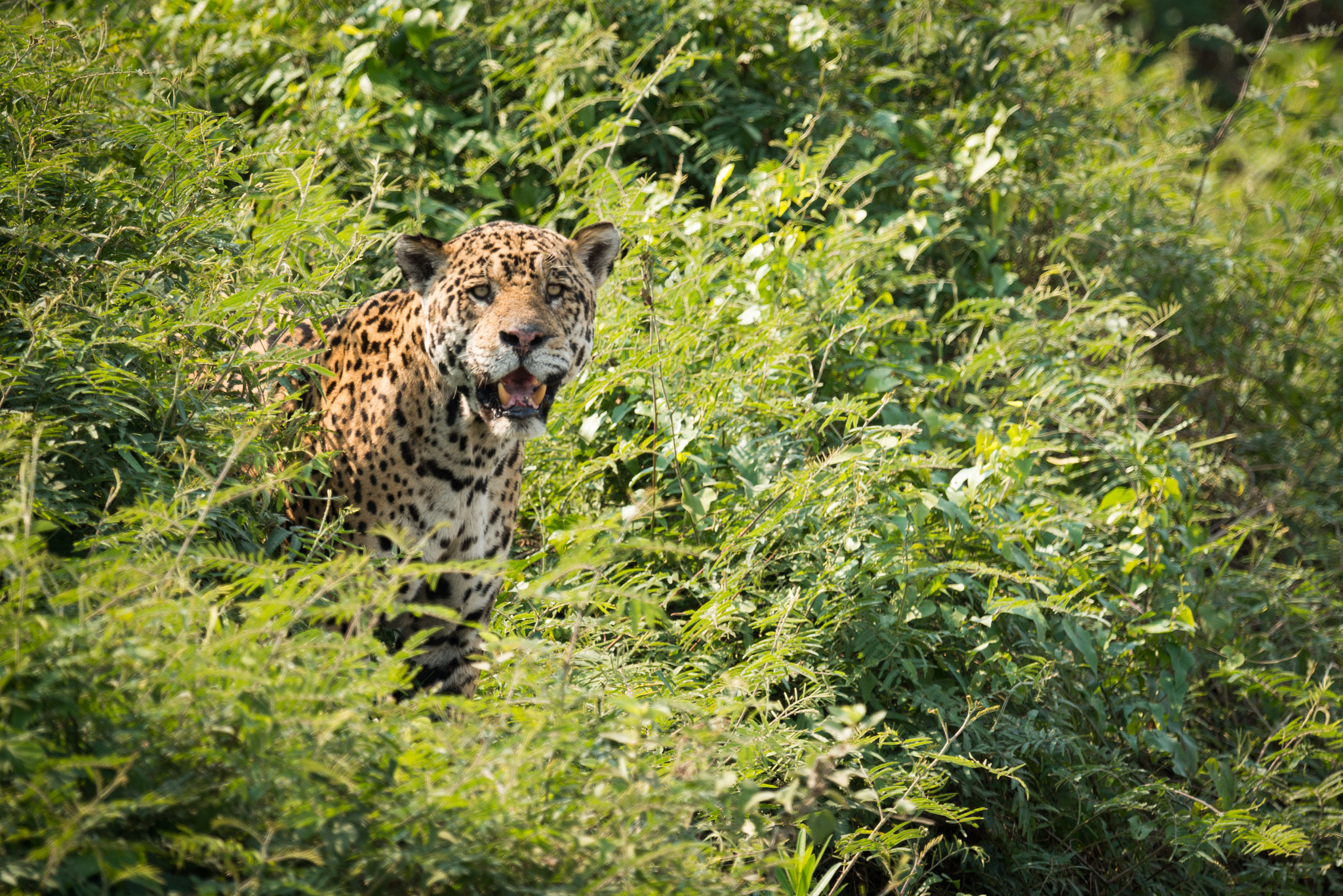 Nikon AF-S Nikkor 800mm F5.6E FL ED VR sample photo. Jaguar staring at camera from leafy bushes photography