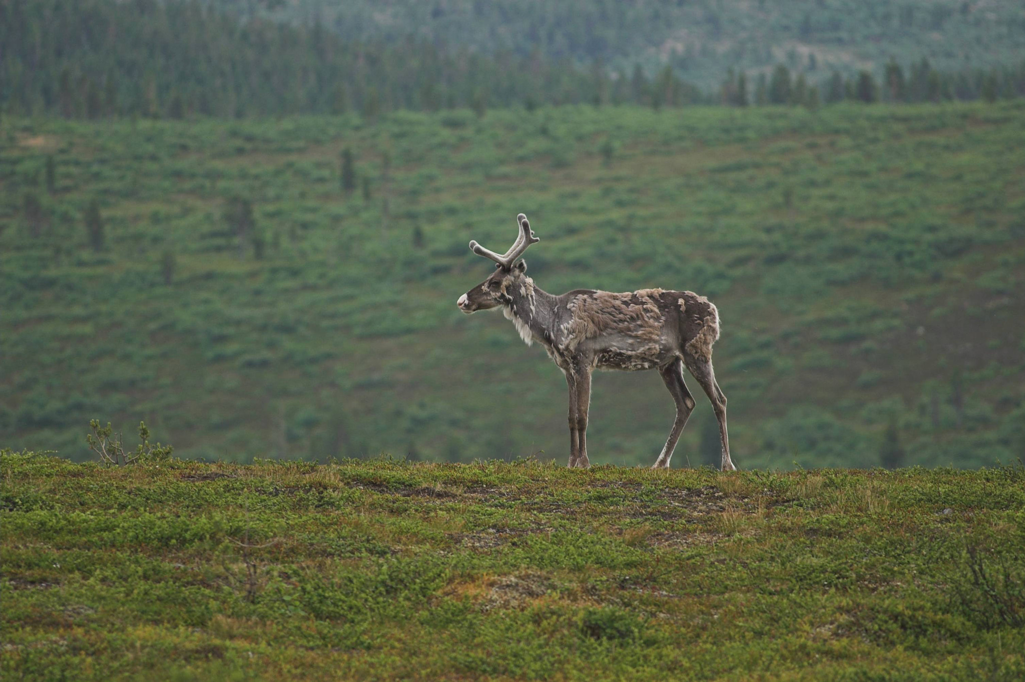 KONICA MINOLTA DYNAX 5D sample photo. Reindeer in summer in finland photography