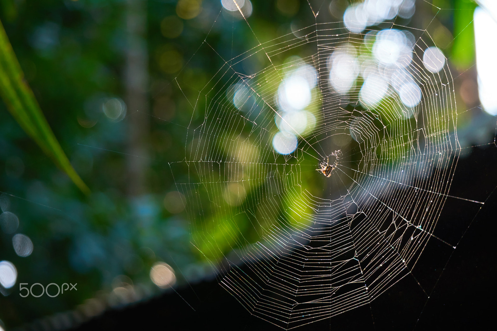 Sony E 55-210mm F4.5-6.3 OSS sample photo. Spider web photography
