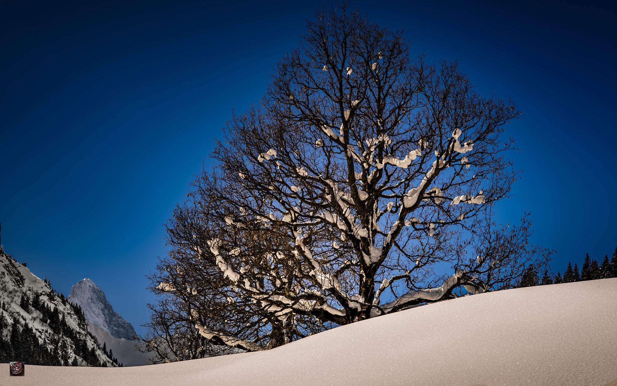 Leica APO-Summicron-M 90mm F2 ASPH sample photo. Winter: trees - face to face with the eiger north-face (3'970 m) photography