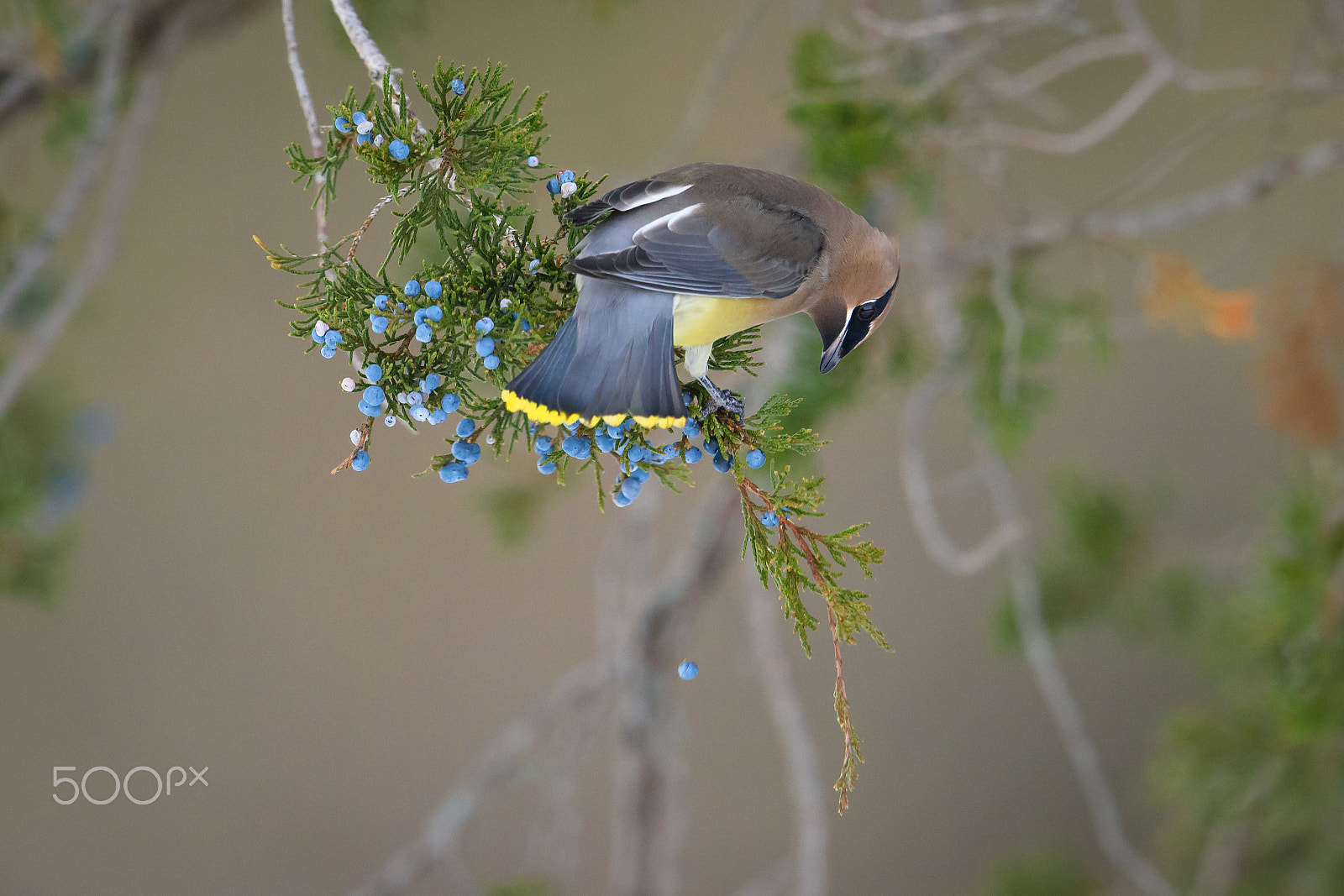 Nikon AF-S Nikkor 500mm F4E FL ED VR sample photo. Cedar waxwing knocks off a berry photography