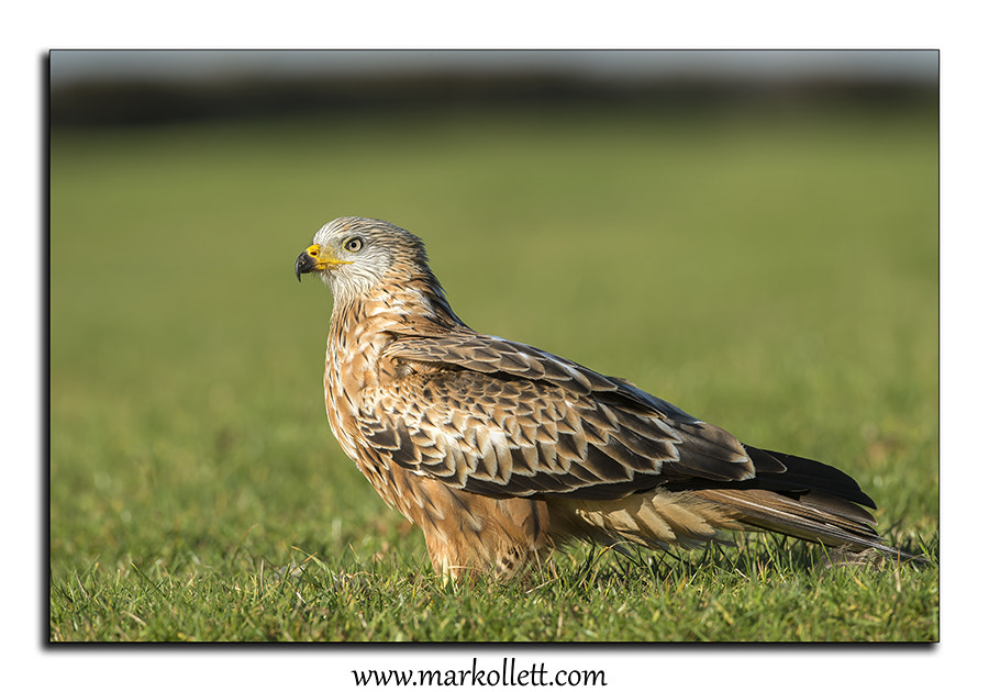 Nikon D4S + Nikon AF-S Nikkor 500mm F4G ED VR sample photo. Red kite photography