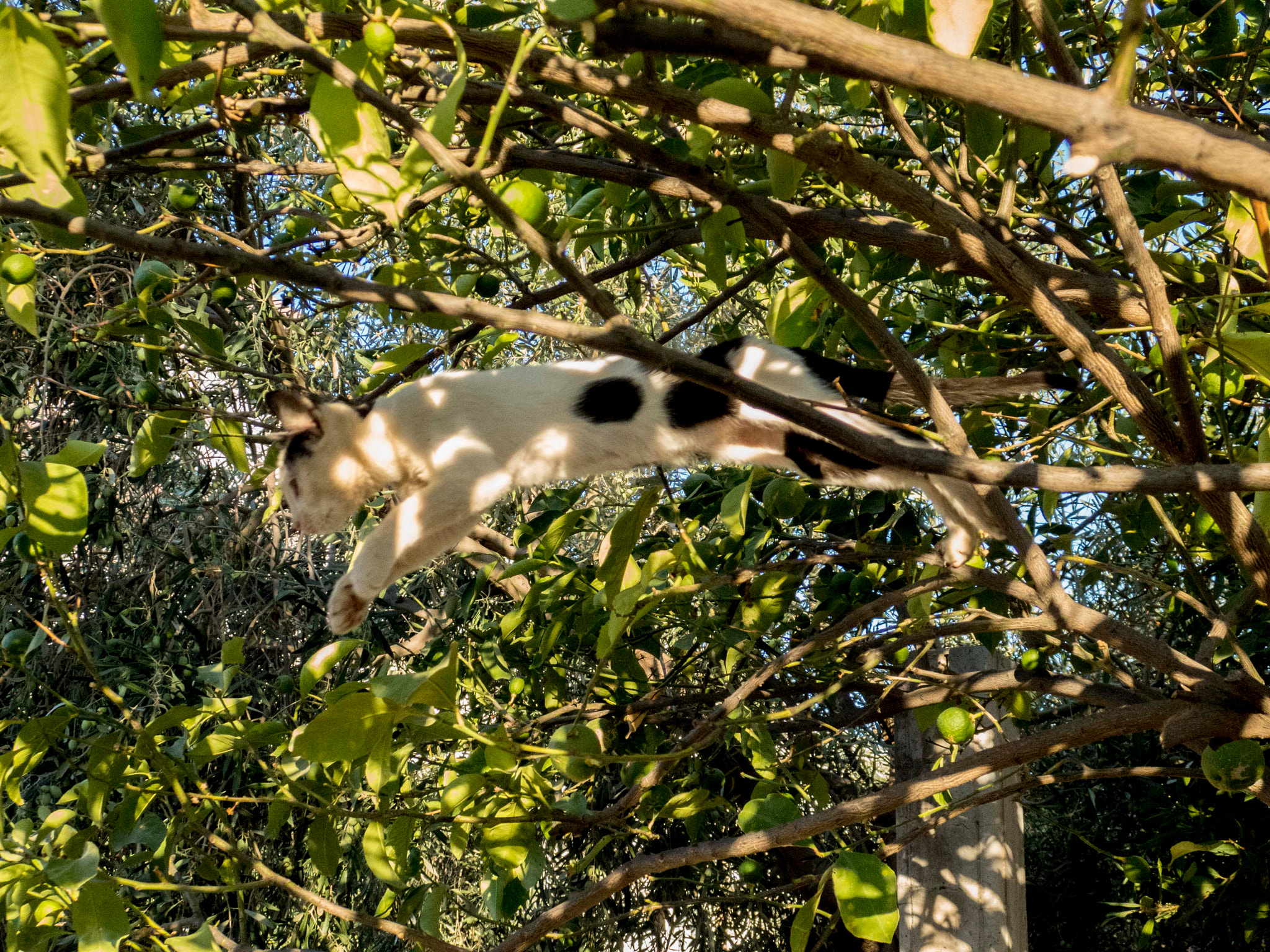 Olympus Stylus XZ-10 sample photo. Jumping from a lemon tree.jpg photography