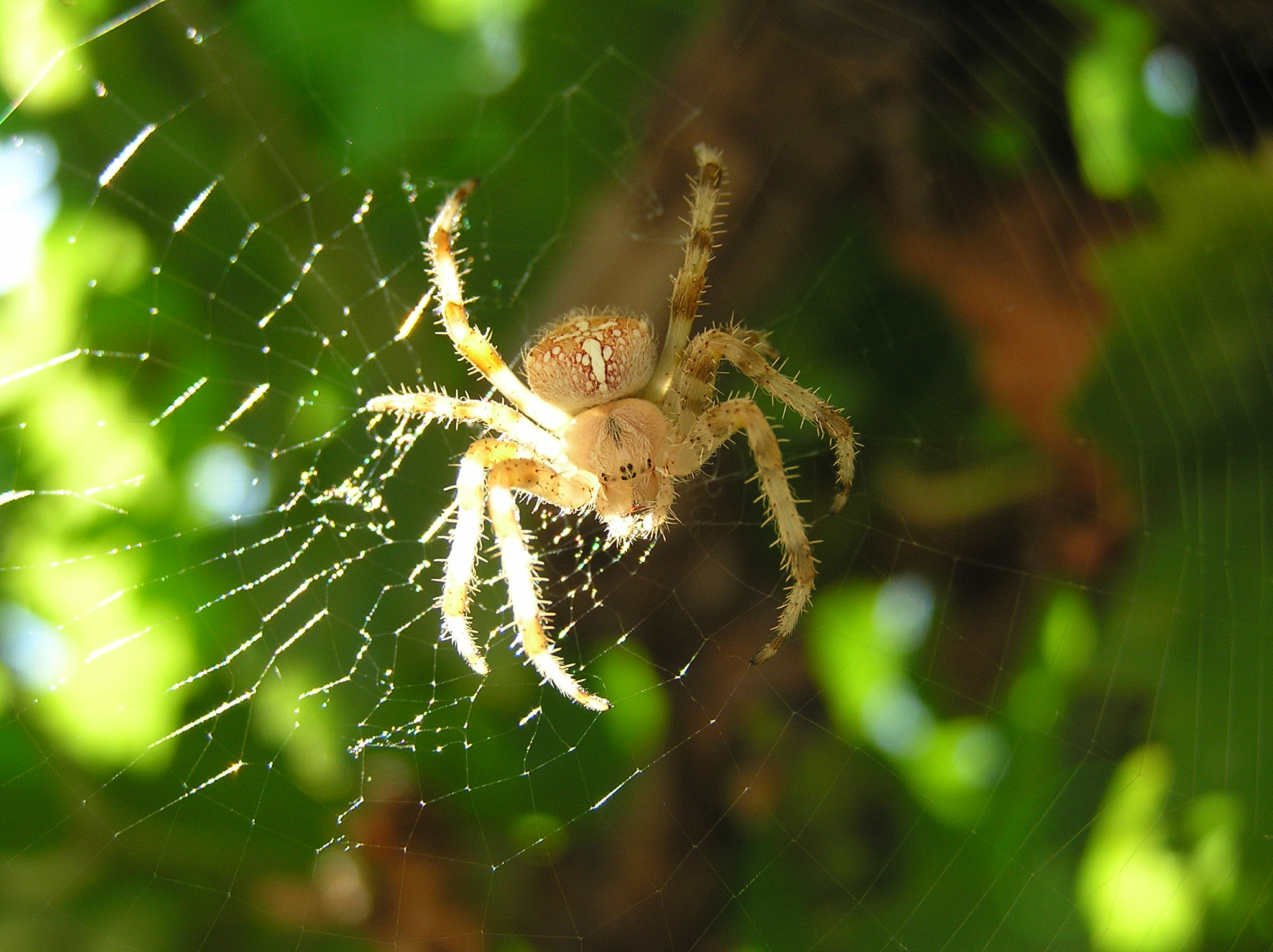 Olympus C765UZ sample photo. Spider.jpg photography