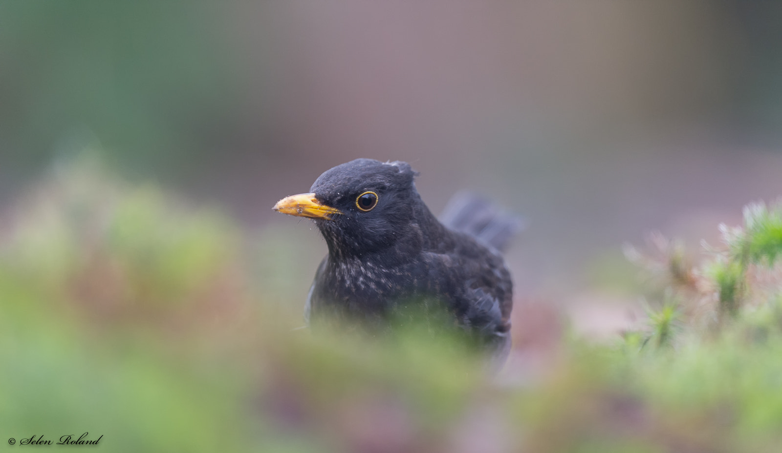 Nikon D4 + Nikon AF-S Nikkor 500mm F4G ED VR sample photo. Merel - blackbird photography