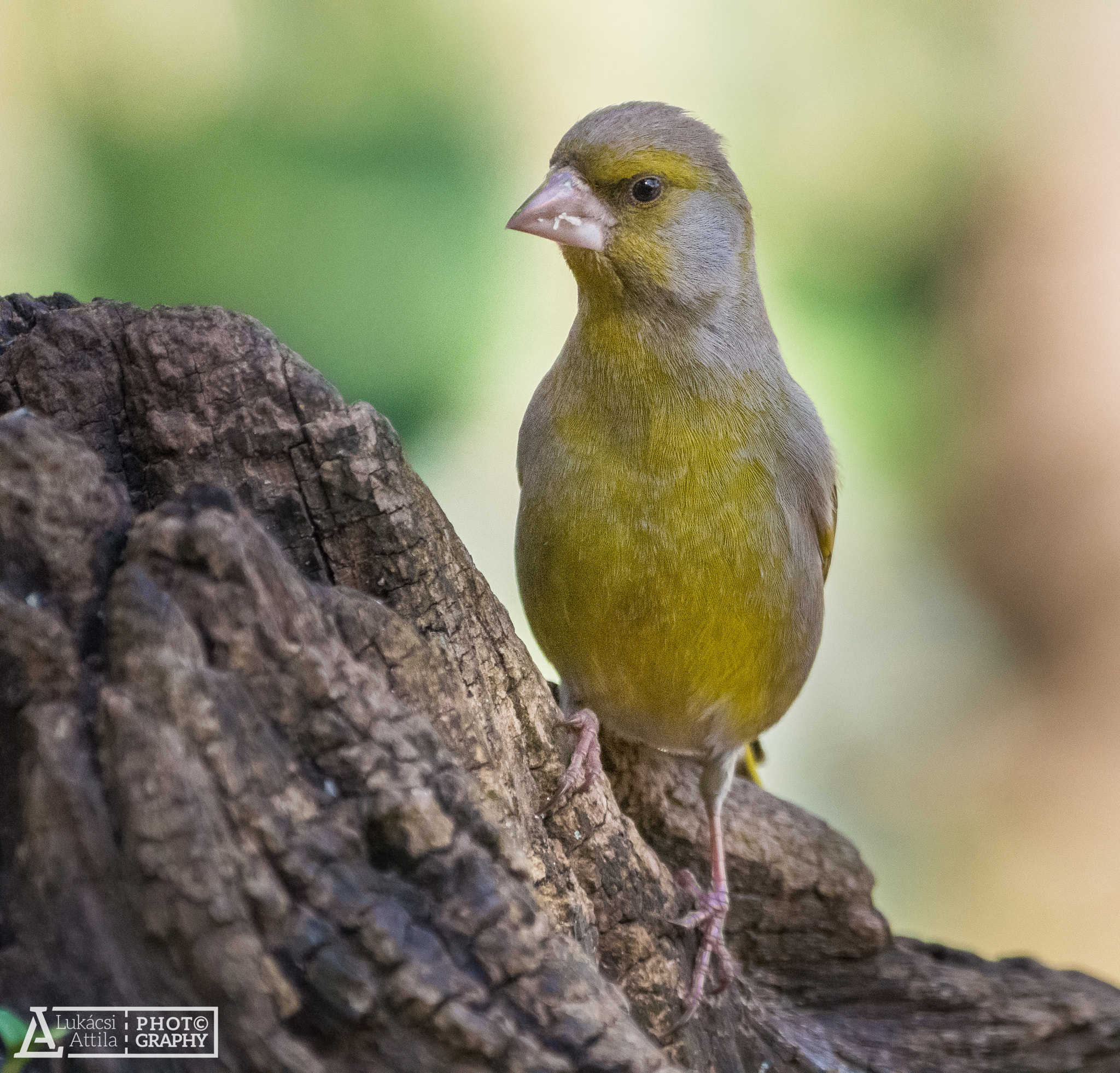 Olympus PEN E-PL5 sample photo. Greenfinch photography