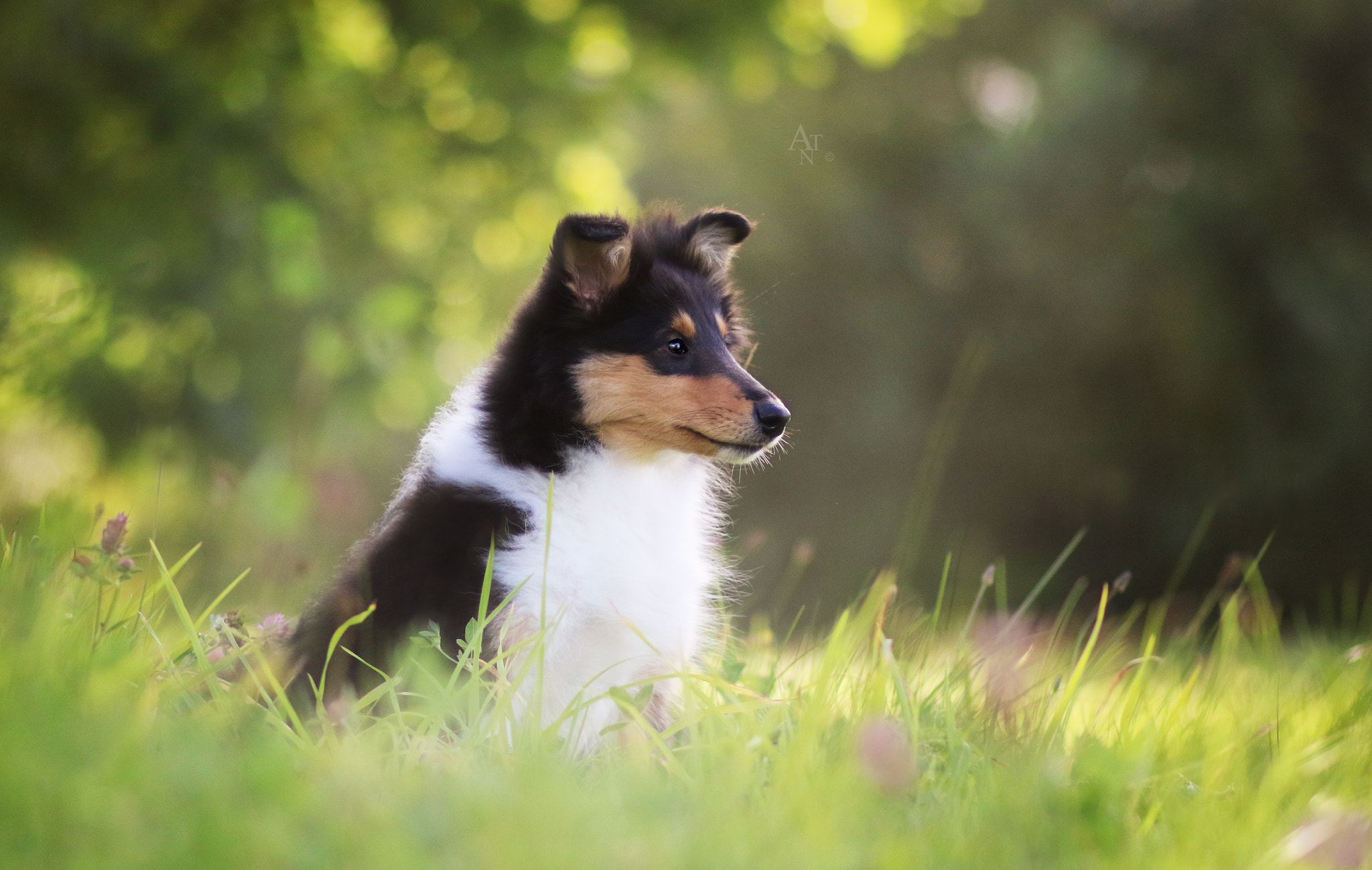 Canon EF 85mm F1.8 USM sample photo. Collie girl photography
