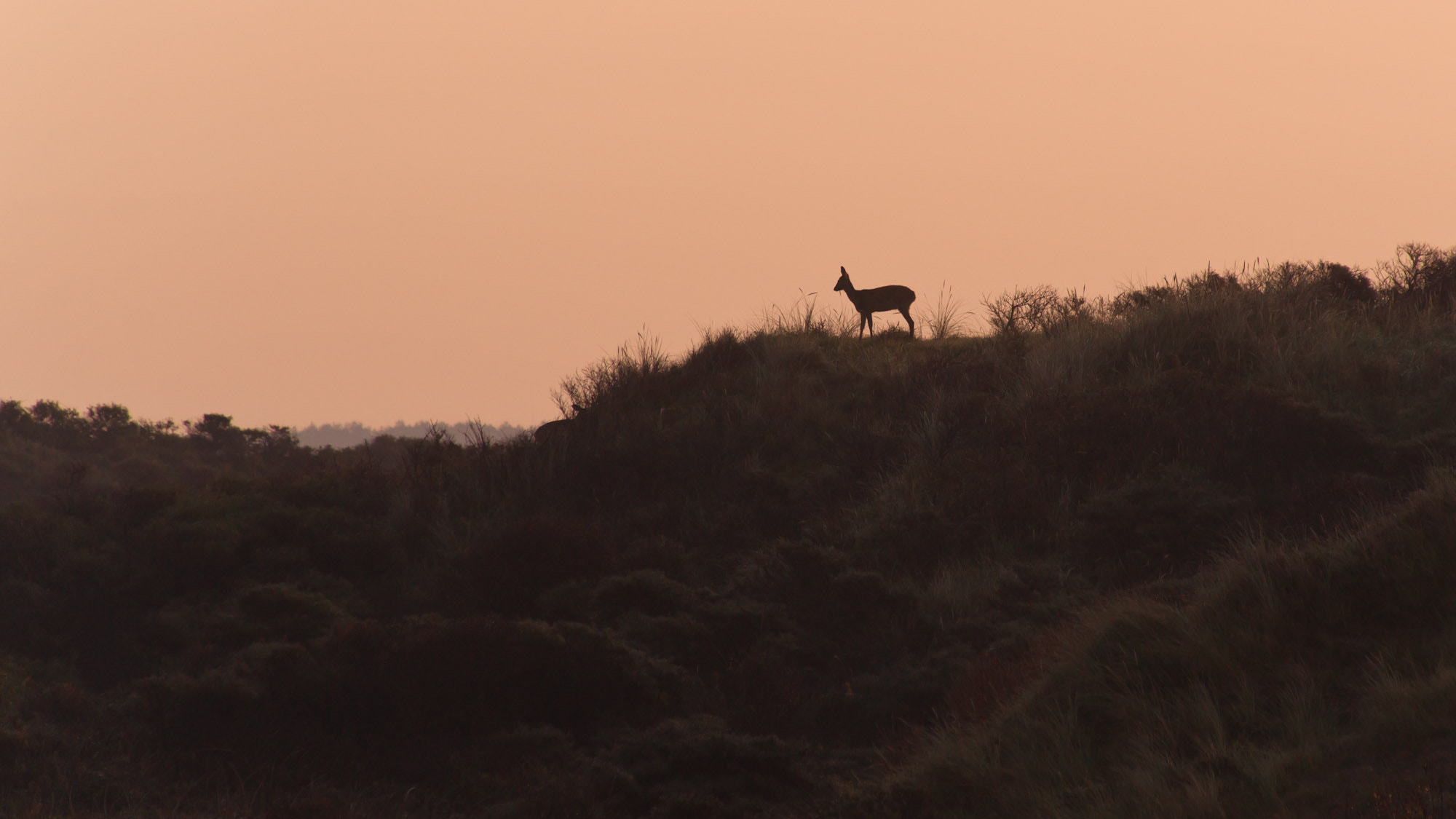 Minolta AF 80-200mm F2.8 HS-APO G sample photo. Deer in the dunes photography