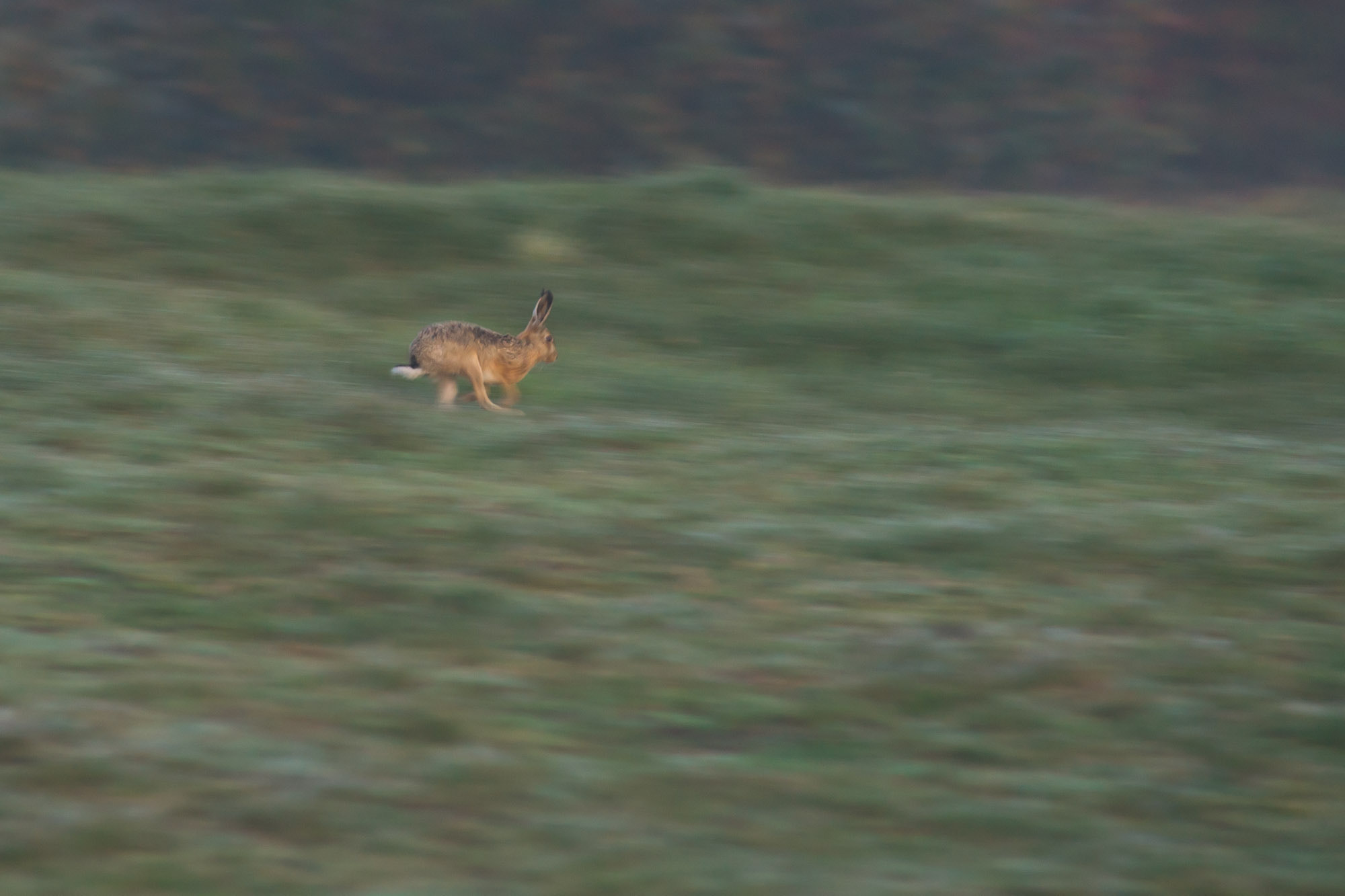 Sony Alpha DSLR-A850 + Minolta AF 80-200mm F2.8 HS-APO G sample photo. Fleeing hare photography