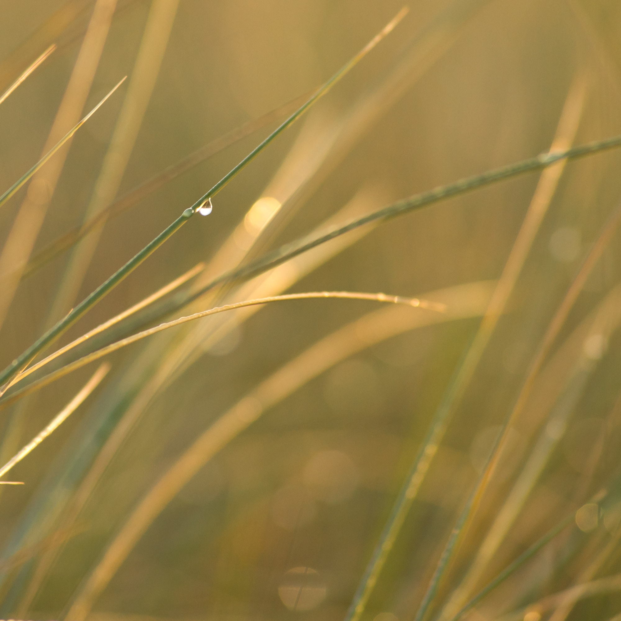 Sony Alpha DSLR-A850 + Minolta AF 80-200mm F2.8 HS-APO G sample photo. Morning dew photography