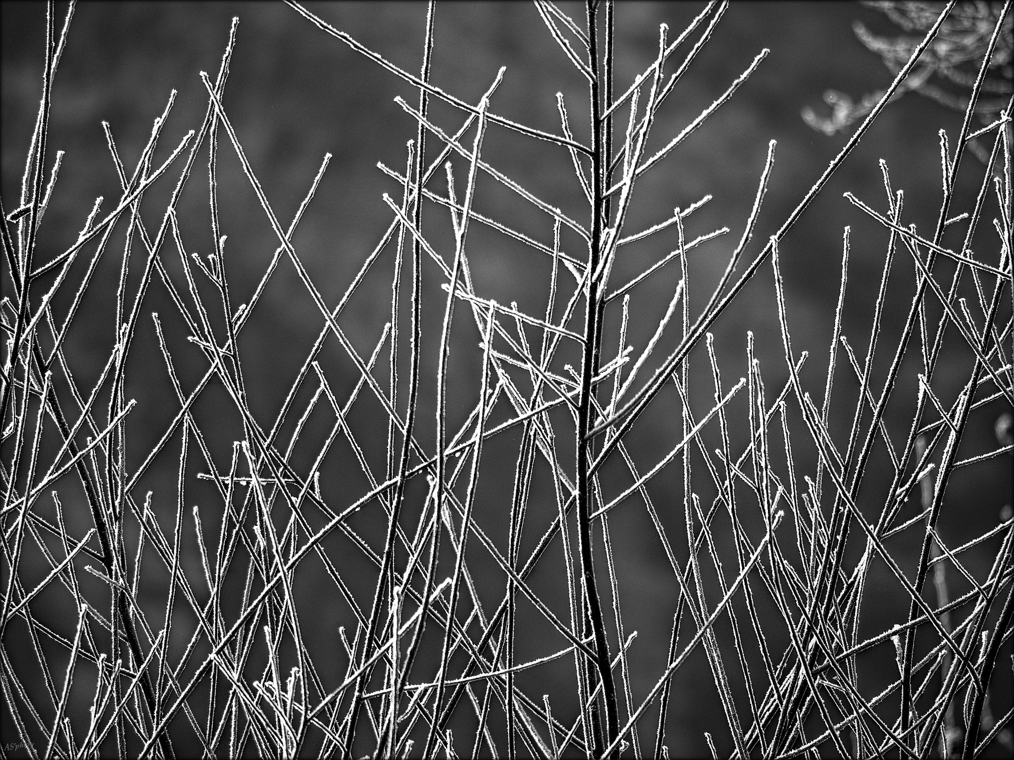 Olympus OM-D E-M1 sample photo. Hoarfrost photography