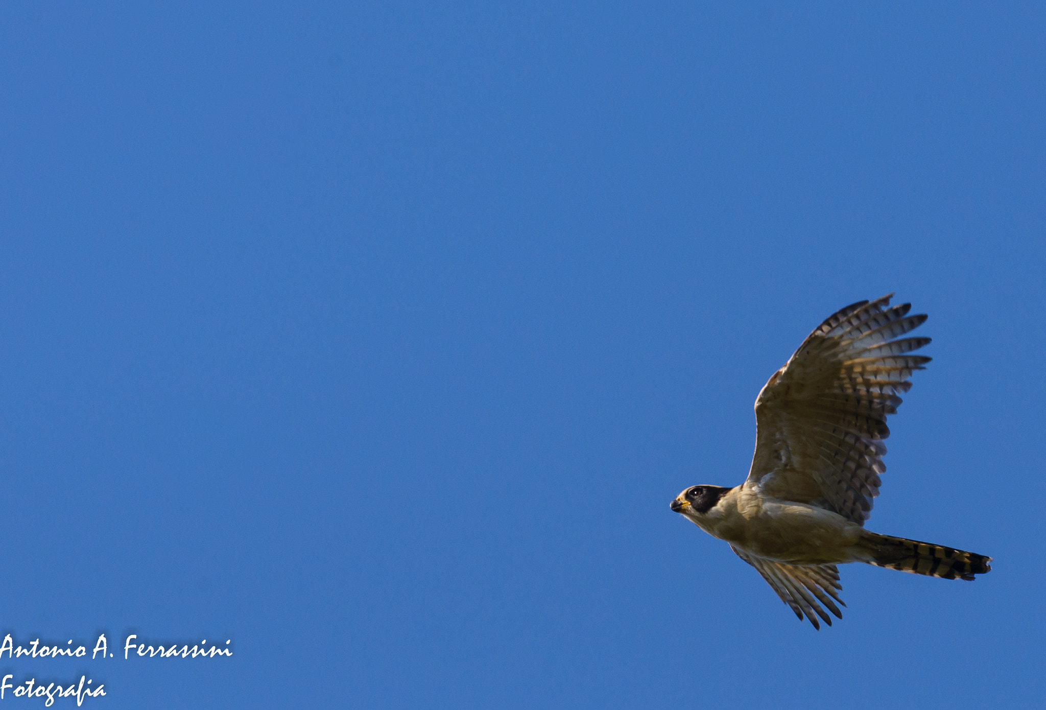 Nikon D610 + Nikon AF-S Nikkor 300mm F4D ED-IF sample photo. Acauã photography
