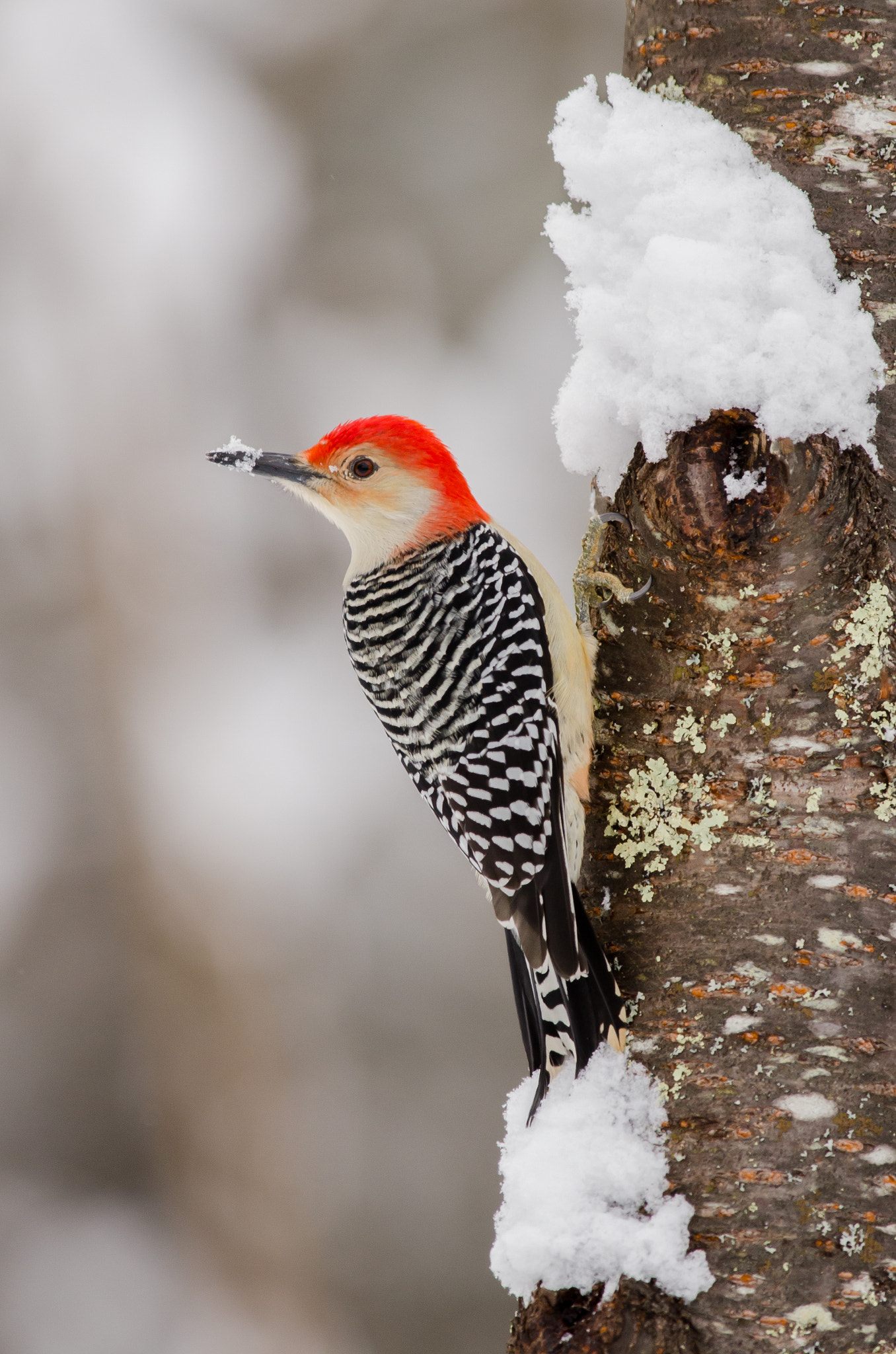 AF-S Nikkor 300mm f/2.8D IF-ED II sample photo. Red-bellied woodpecker photography