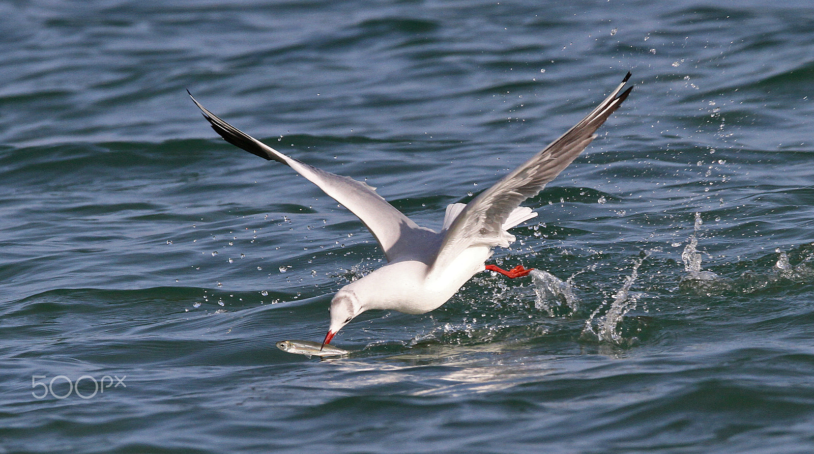 Sigma 150-600mm F5-6.3 DG OS HSM | C sample photo. I have fished!!! photography
