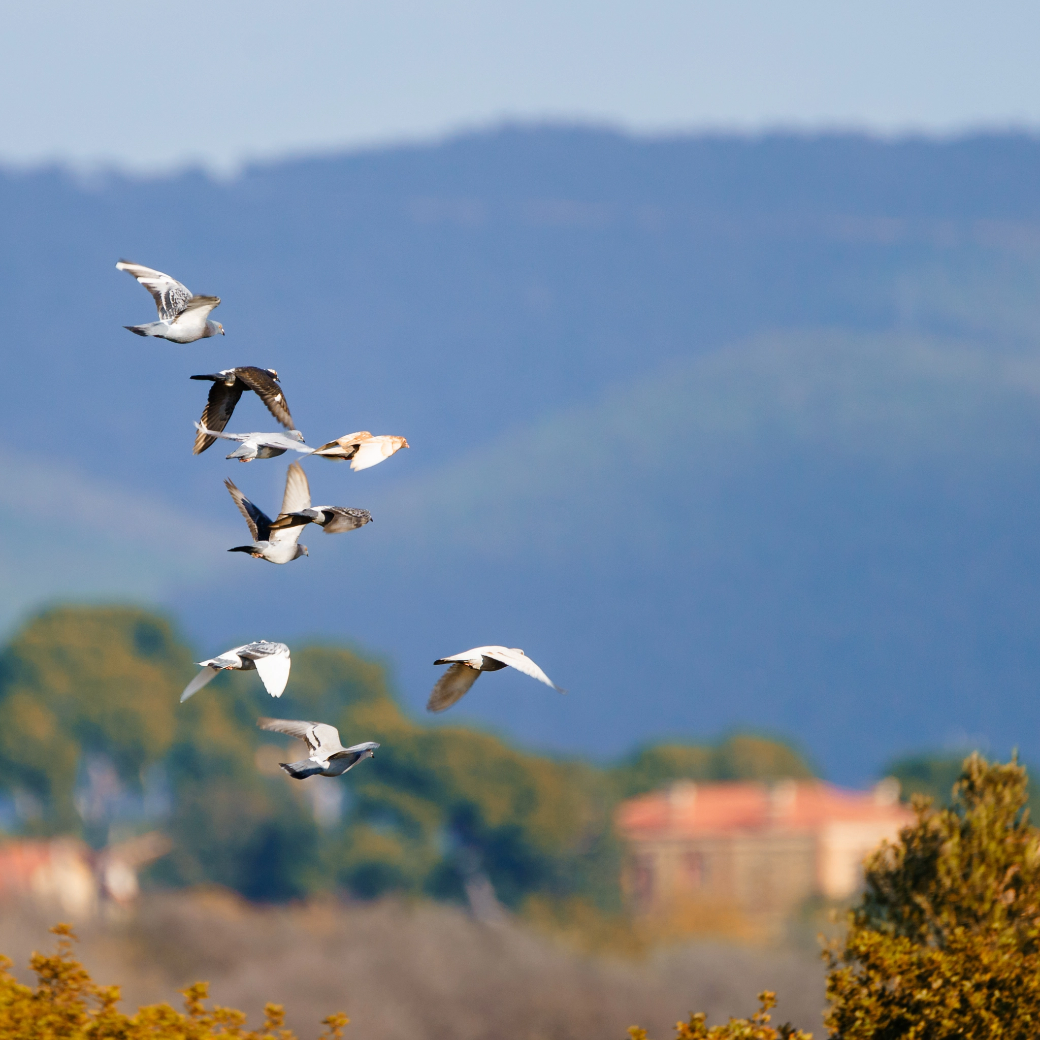 Tamron SP 150-600mm F5-6.3 Di VC USD sample photo. Vol en horde photography