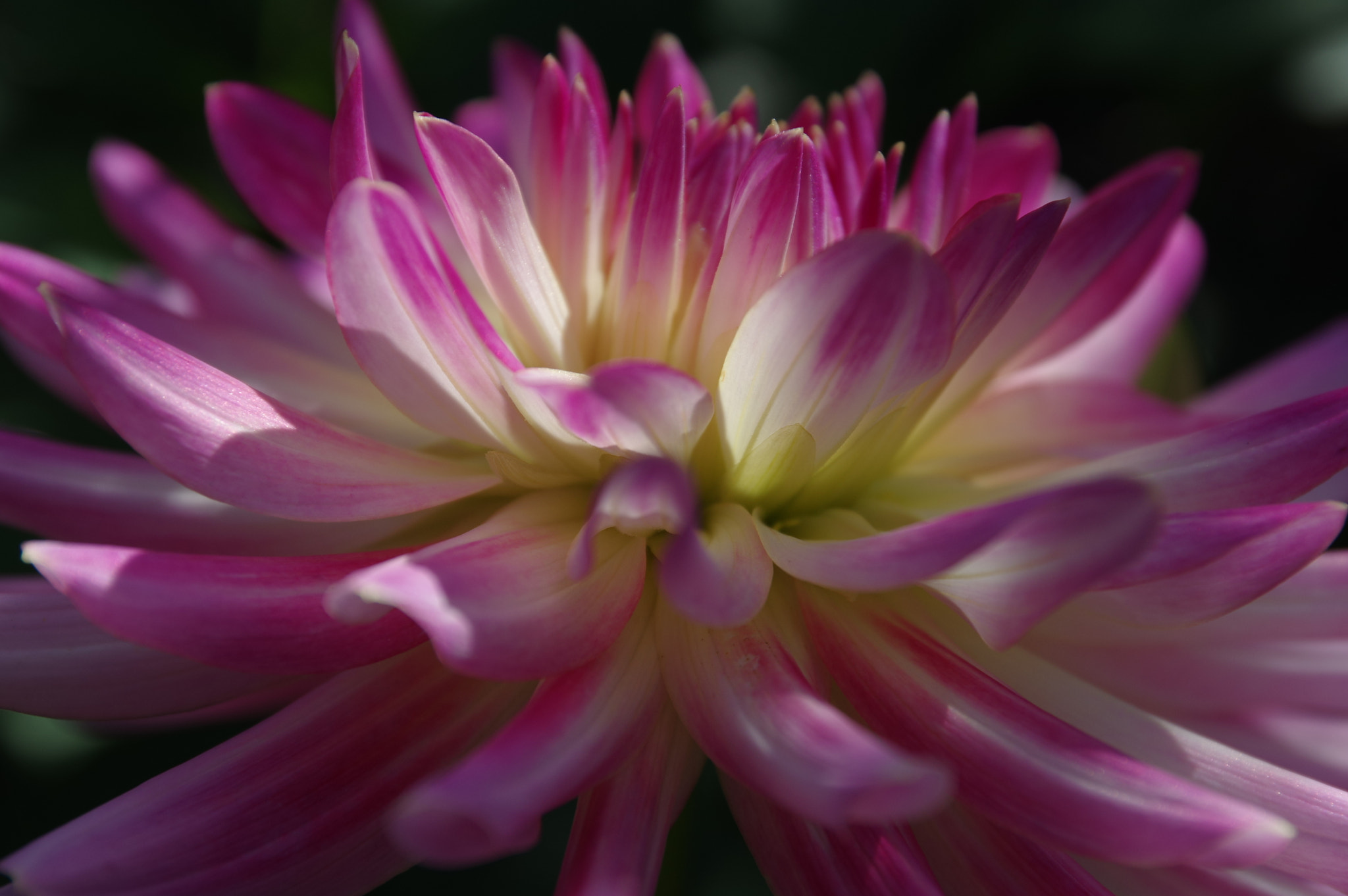 Pentax K-3 II sample photo. Rose, for my friends photography