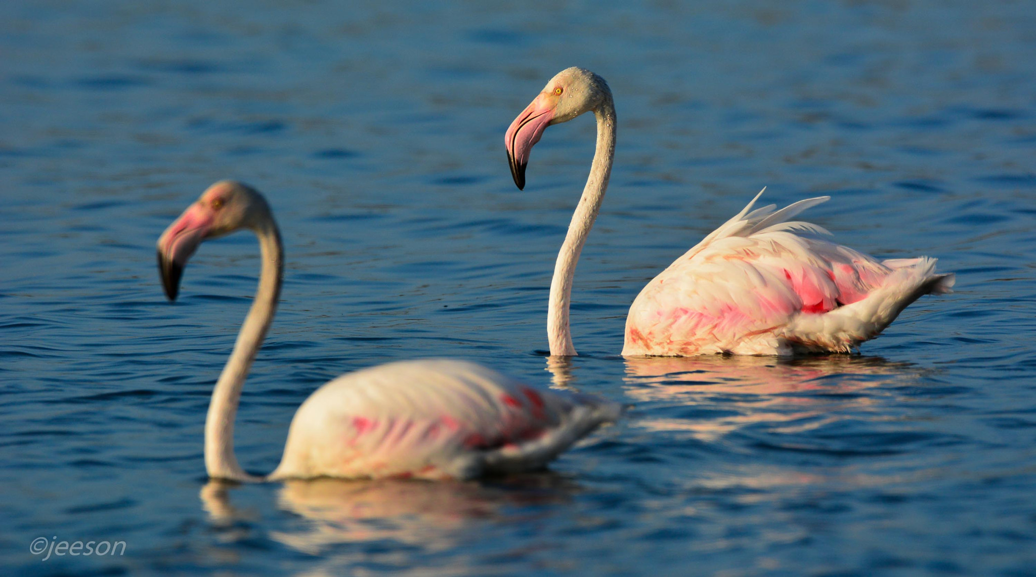 Nikon AF-S Nikkor 200-500mm F5.6E ED VR sample photo. Dsc photography