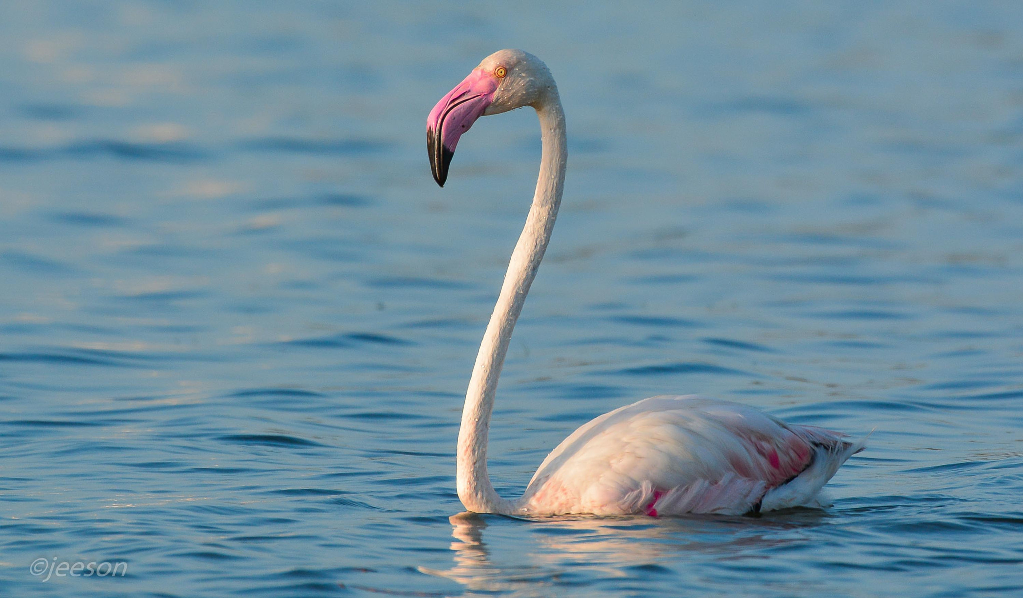 Nikon AF-S Nikkor 200-500mm F5.6E ED VR sample photo. Dsc photography