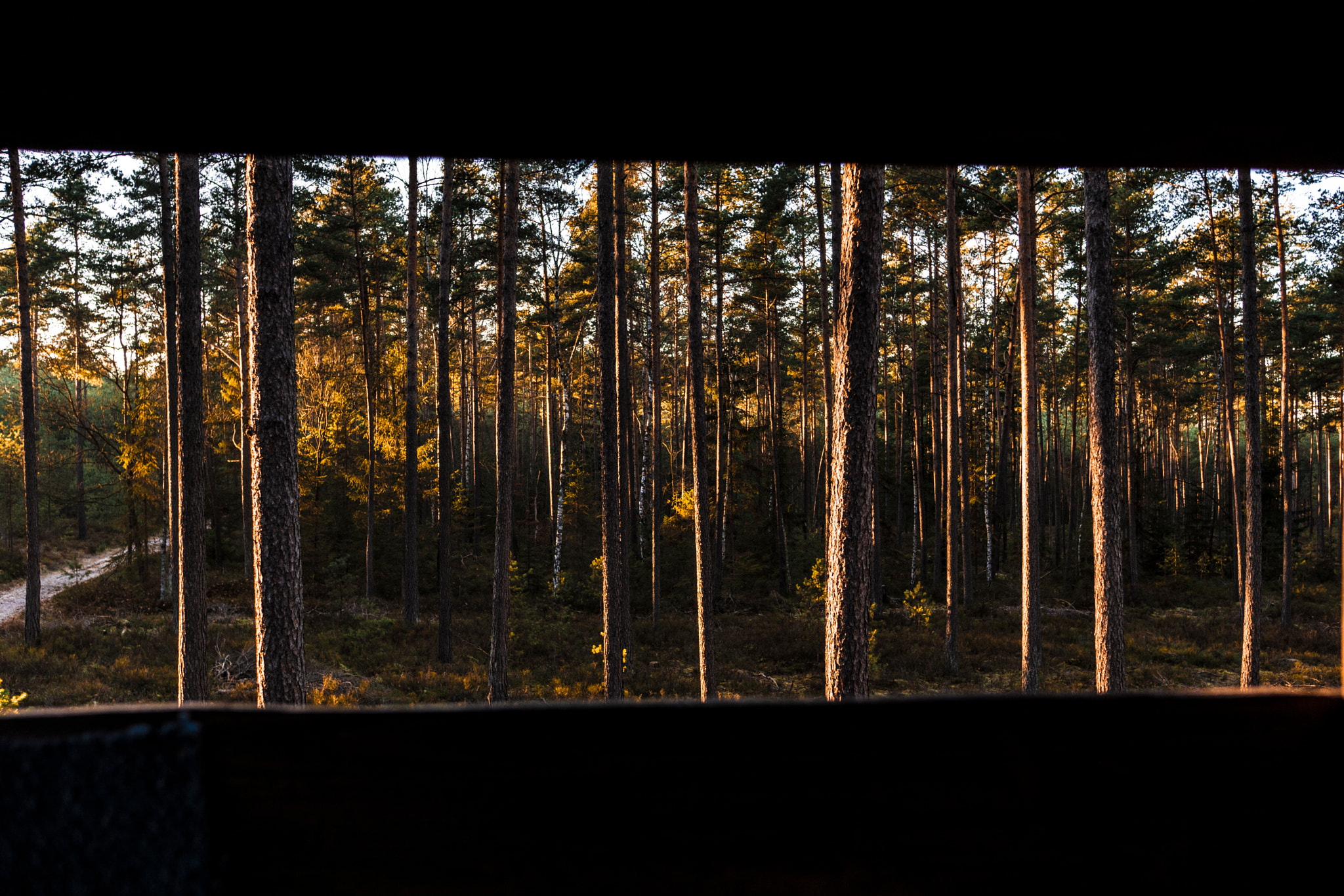 Sony Sonnar T* E 24mm F1.8 ZA sample photo. Forrest 3 photography