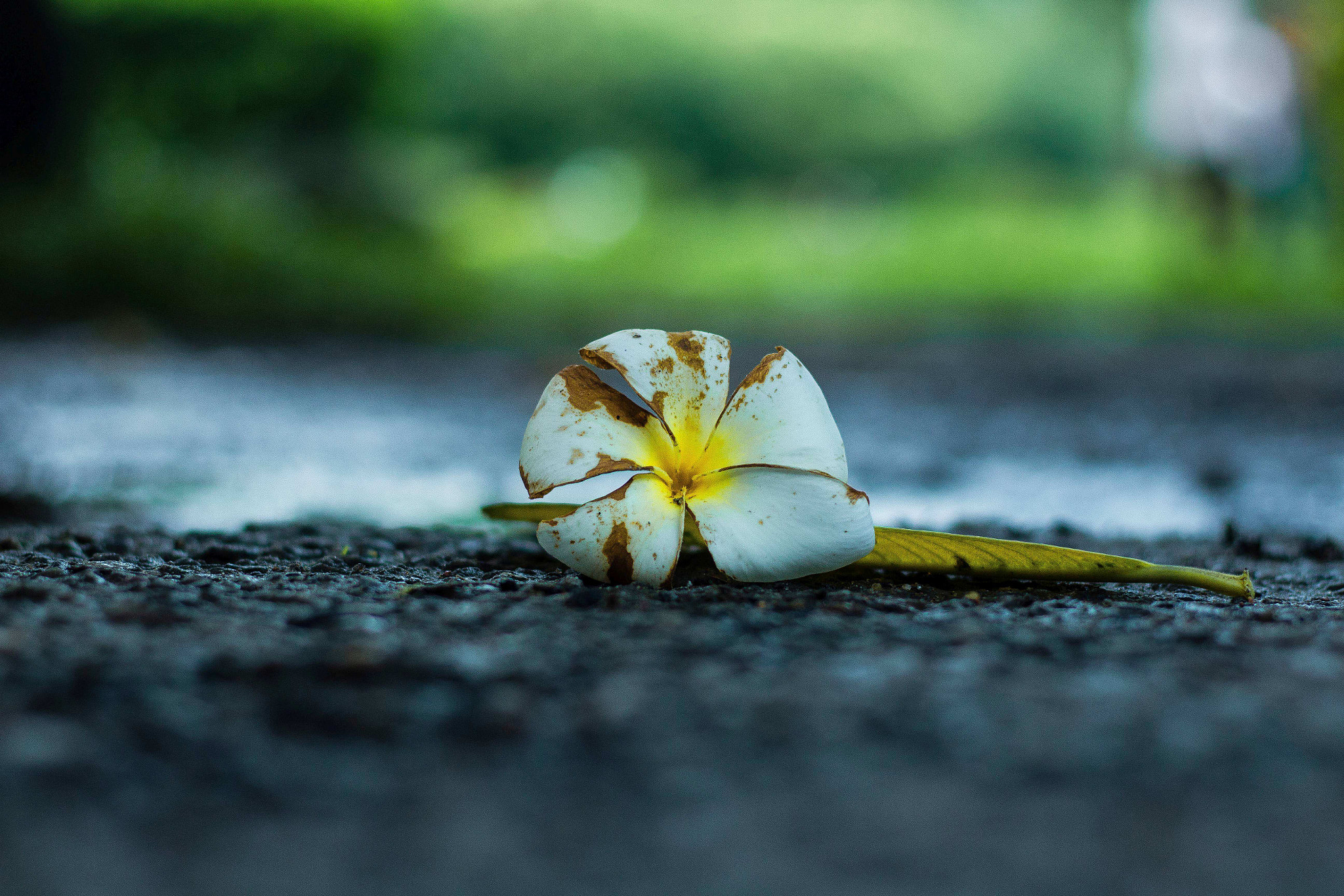 Canon EOS 700D (EOS Rebel T5i / EOS Kiss X7i) sample photo. The unseen beauty photography
