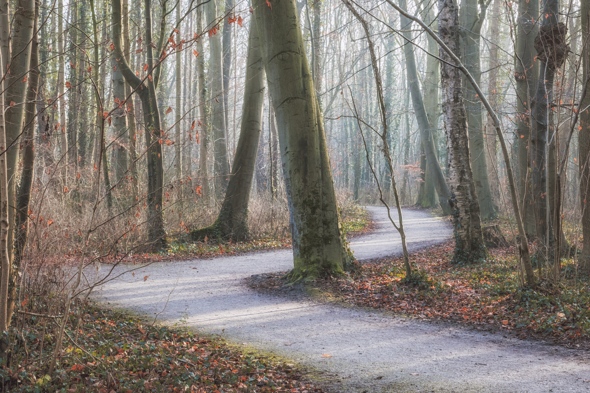 Canon EOS 750D (EOS Rebel T6i / EOS Kiss X8i) sample photo. Twist in the forest photography