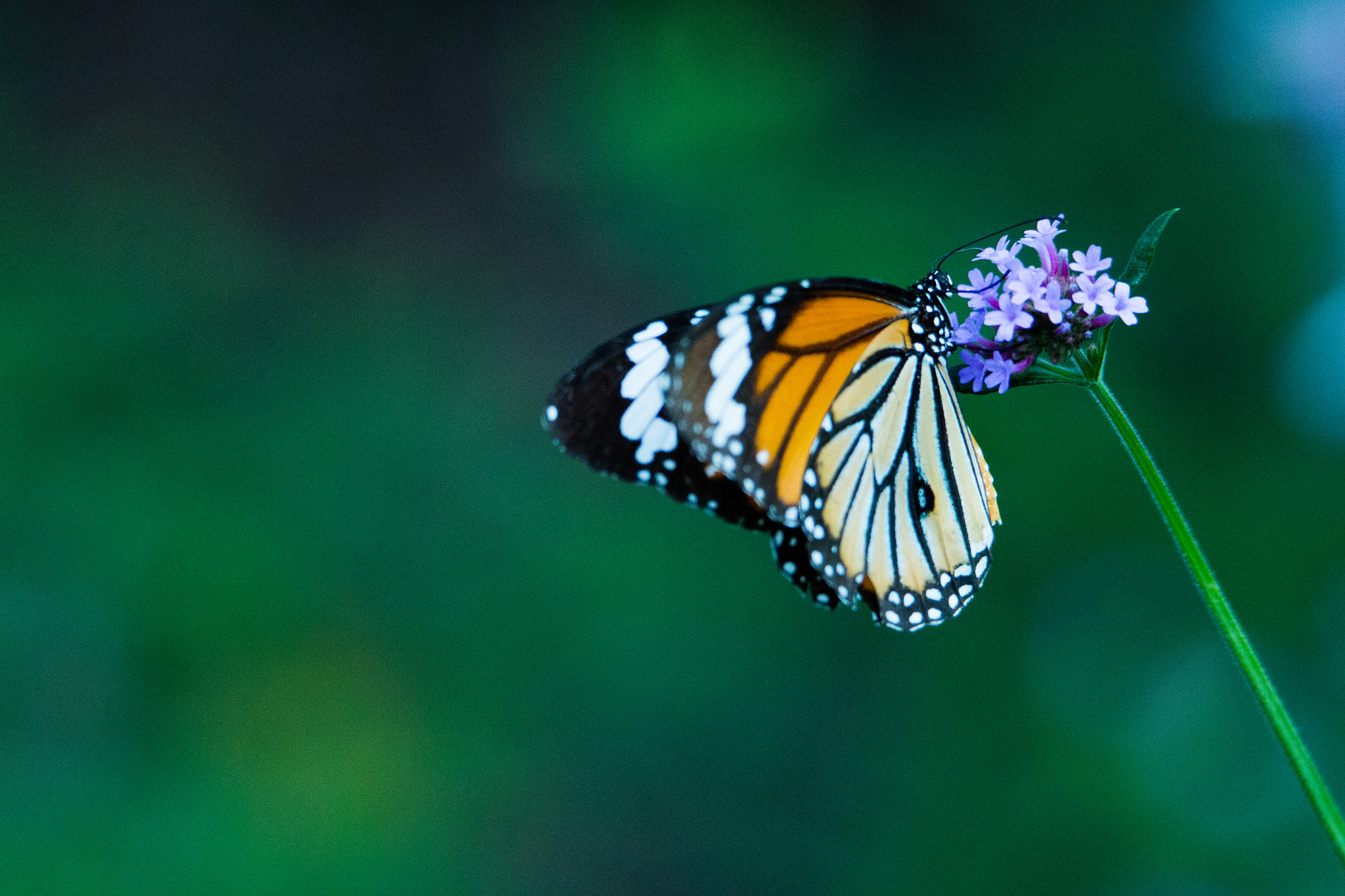 Tamron SP 150-600mm F5-6.3 Di VC USD sample photo. Hong kong mariposa photography