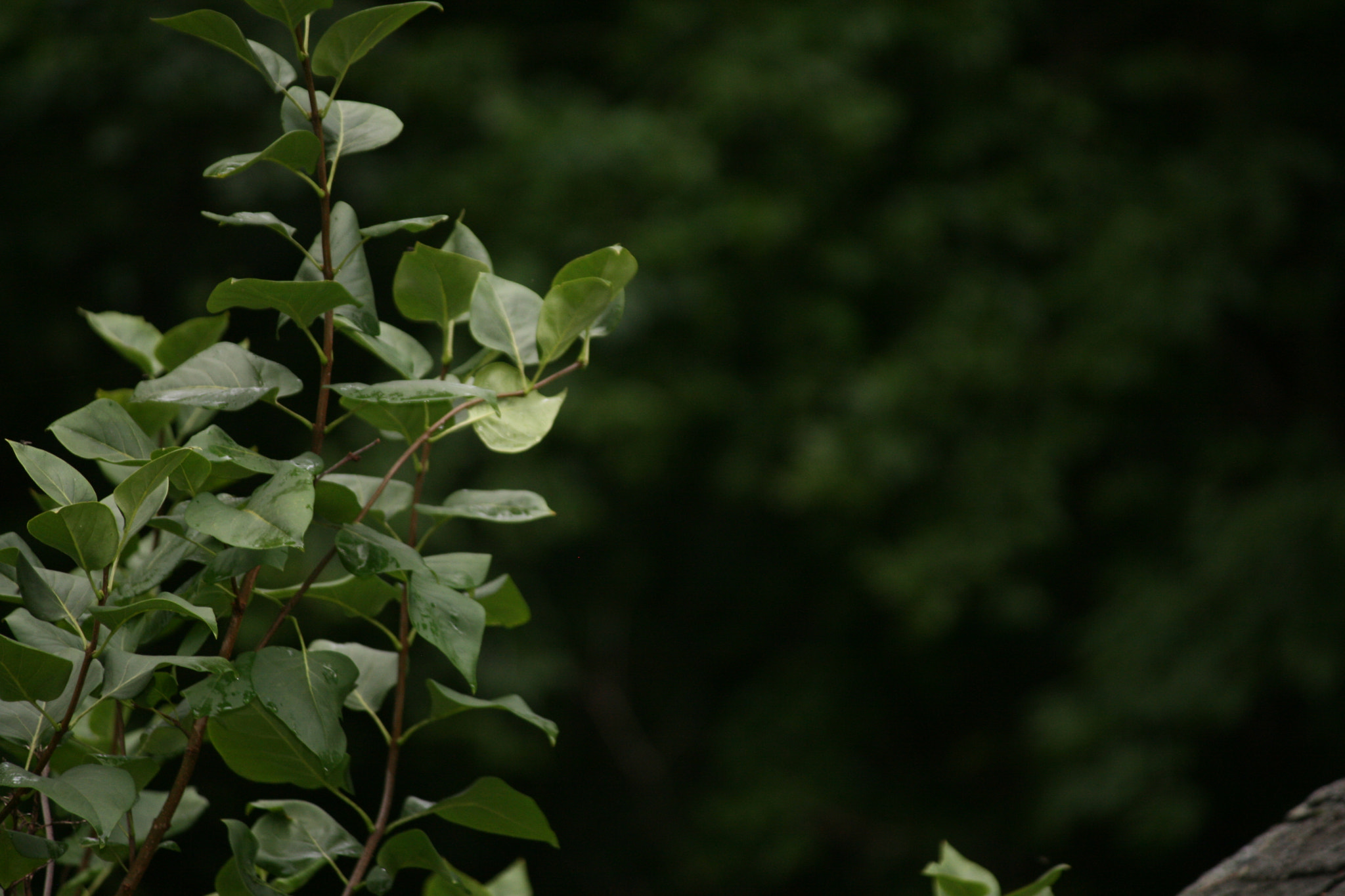 Canon EF-S 55-250mm F4-5.6 IS sample photo. Tall plant photography