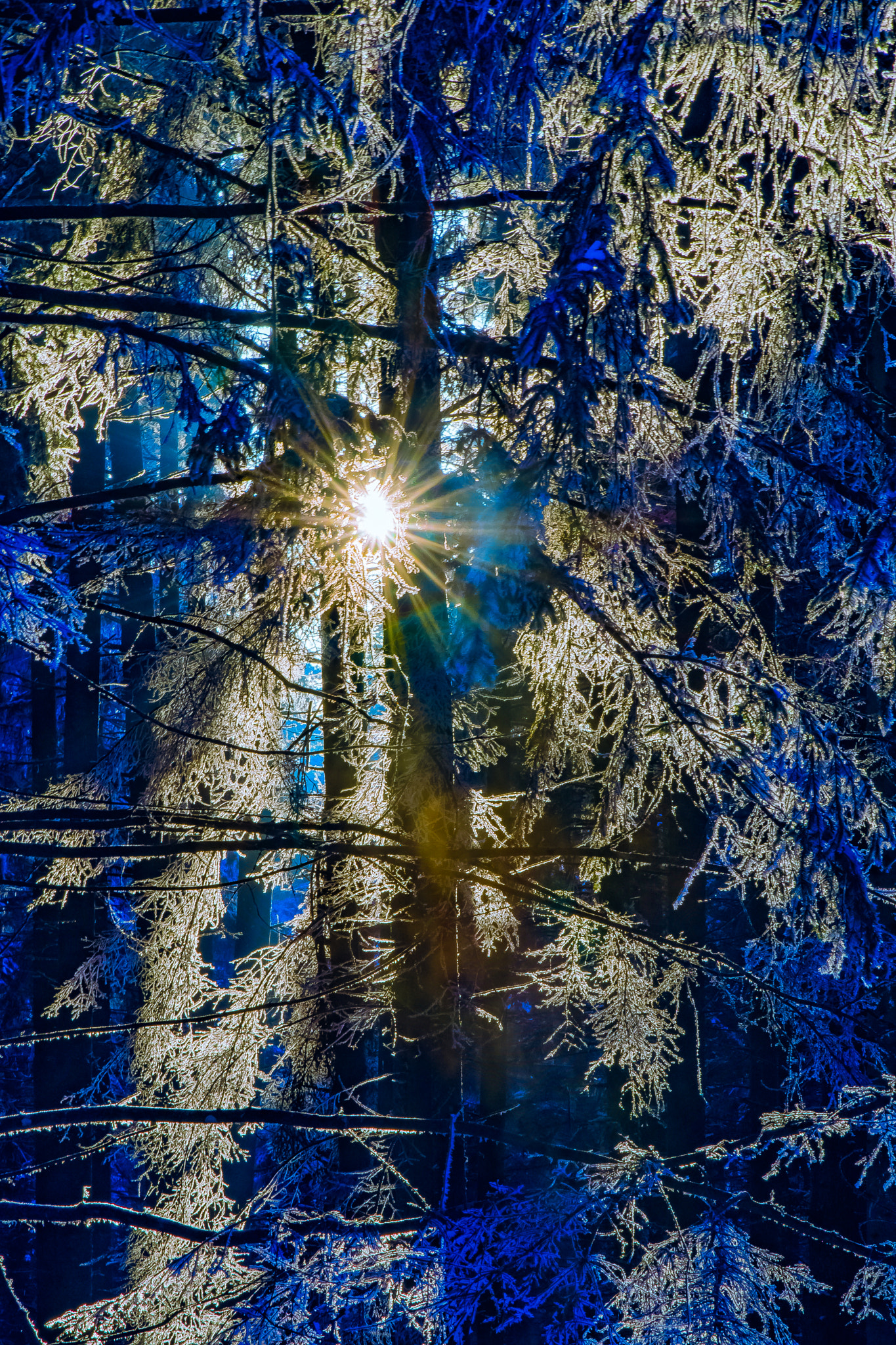 Tamron SP 24-70mm F2.8 Di VC USD sample photo. Into the woods photography