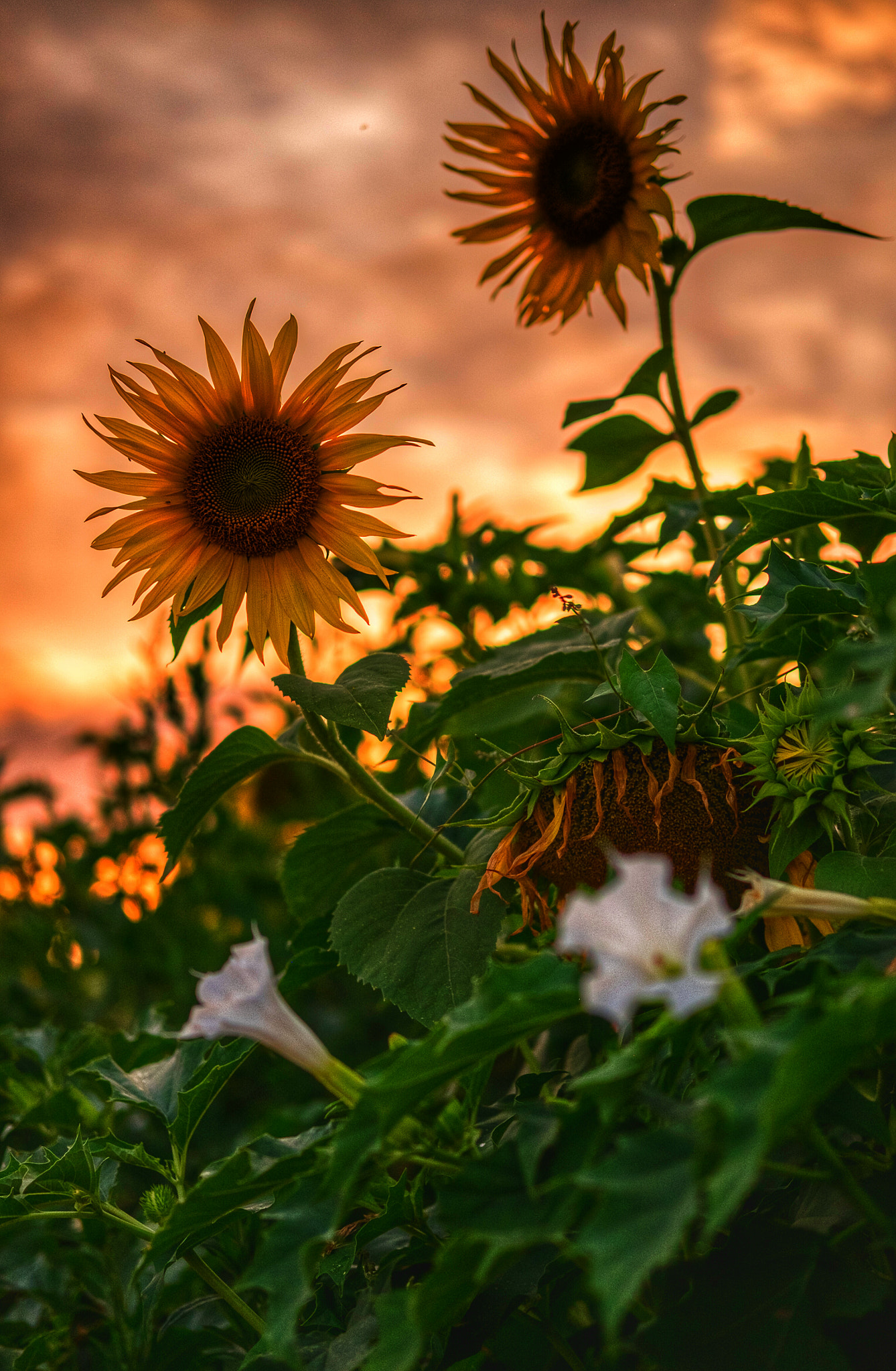 Fujifilm X-E2 + Fujifilm XF 35mm F2 R WR sample photo. Sunflower in sunset photography
