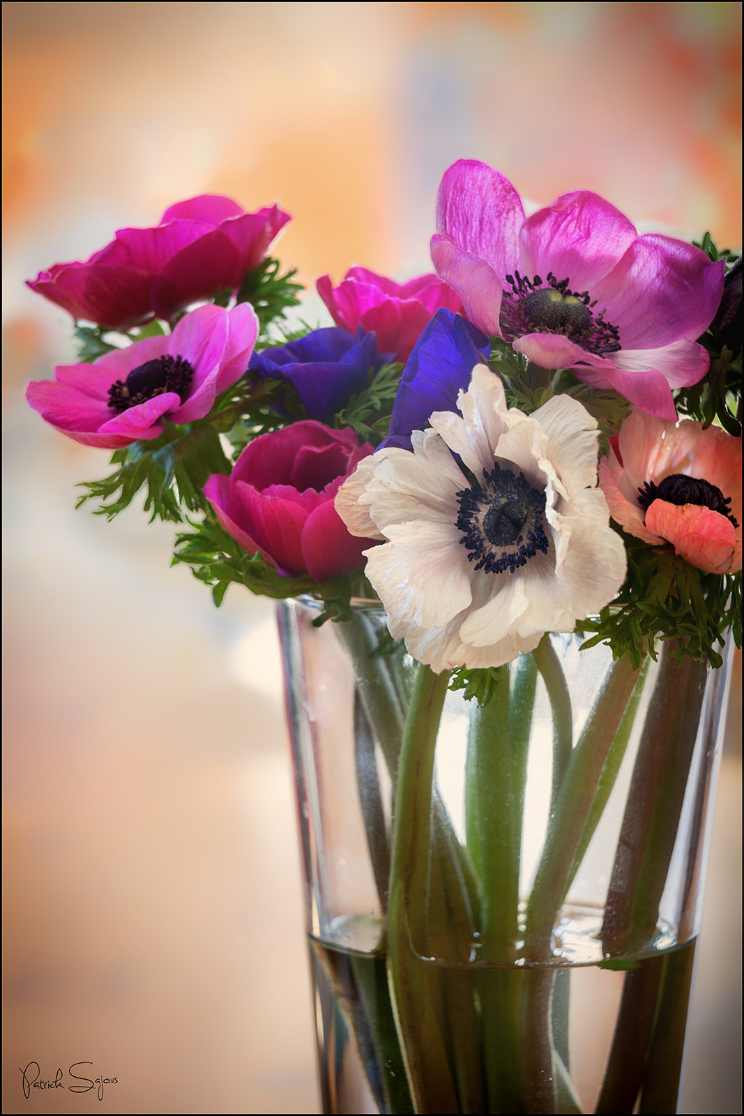 Canon EOS-1Ds Mark III sample photo. Anemones photography