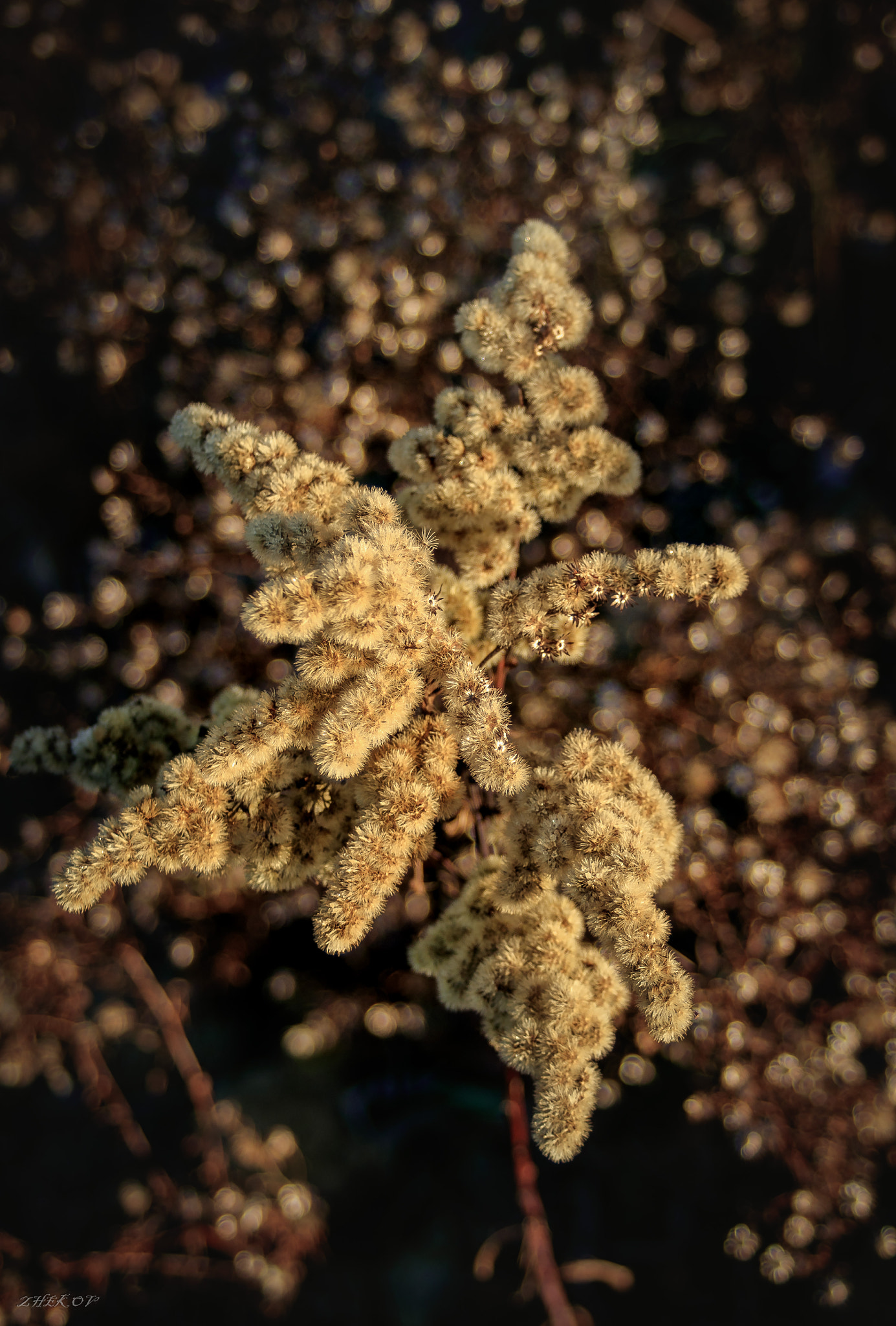 Canon EF 35-80mm f/4-5.6 sample photo. Flower photography