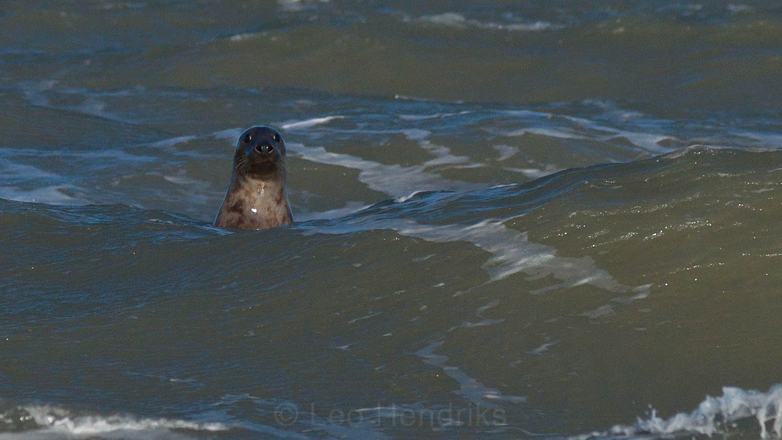 Sony Alpha DSLR-A850 + Minolta AF 80-200mm F2.8 HS-APO G sample photo. Seal in english channel photography