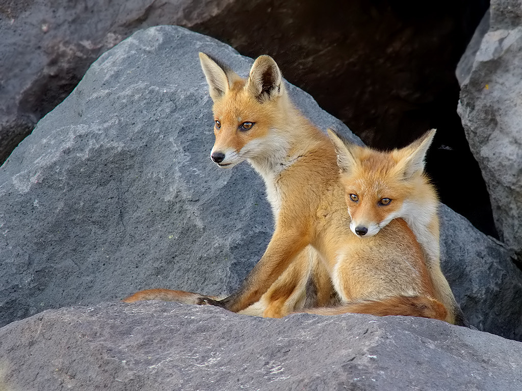 Canon EOS-1D Mark III + Canon EF 400mm f/2.8L sample photo. Red fox cubs photography