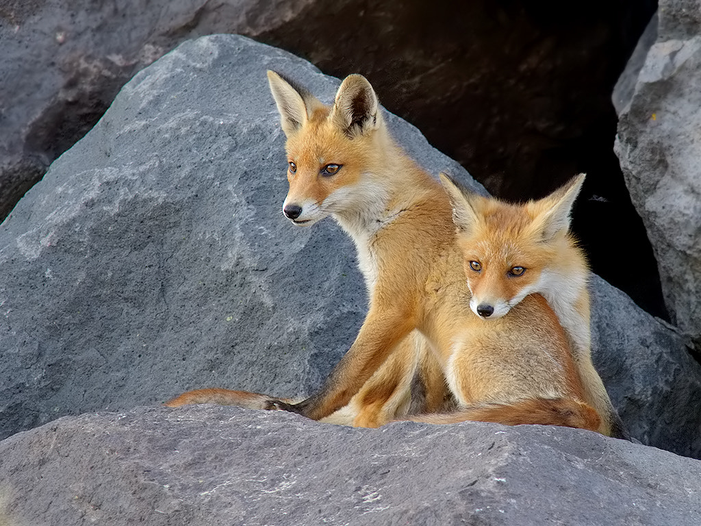 Canon EOS-1D Mark III sample photo. Red fox cubs photography